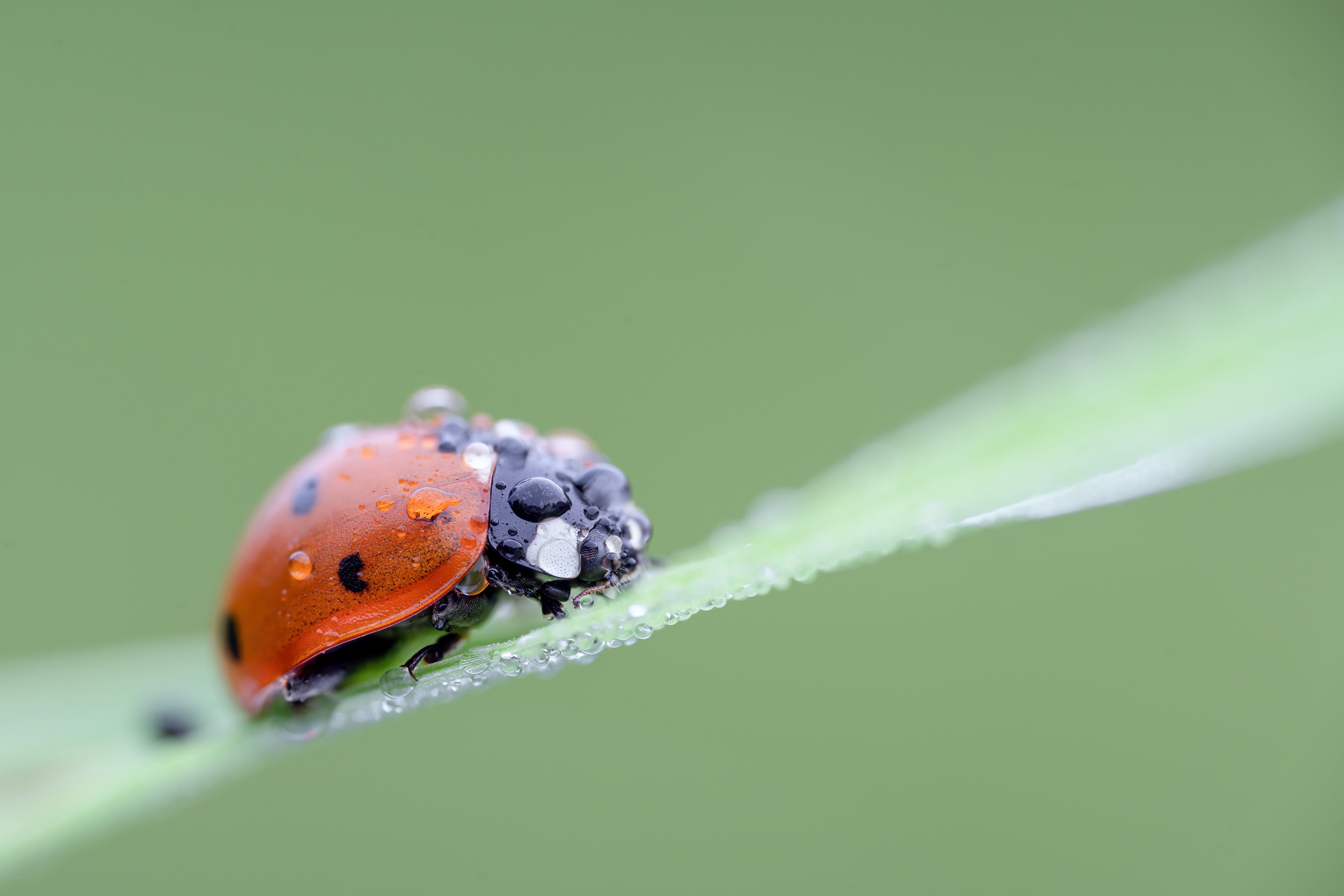 Handy-Wallpaper Tiere, Marienkäfer, Makro kostenlos herunterladen.