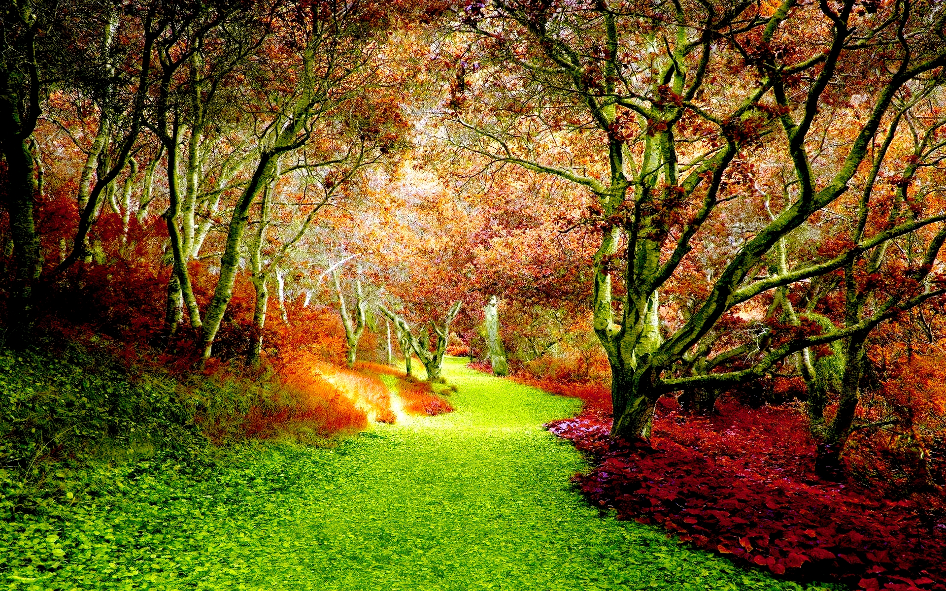 552023壁紙のダウンロード地球, 秋, 森, 緑, 葉, 自然, 道, シーズン-スクリーンセーバーと写真を無料で