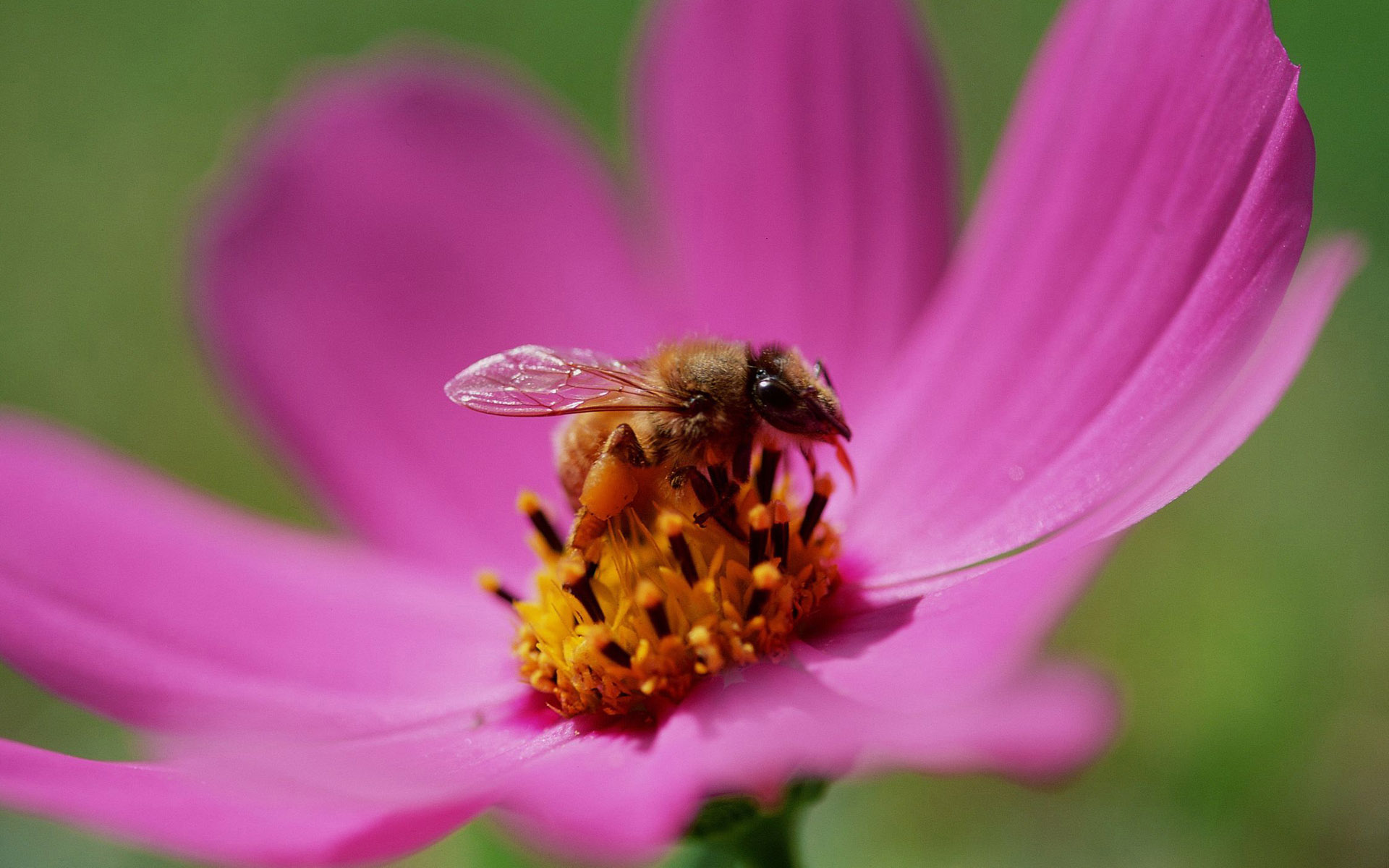 Laden Sie das Tiere, Insekten, Biene-Bild kostenlos auf Ihren PC-Desktop herunter