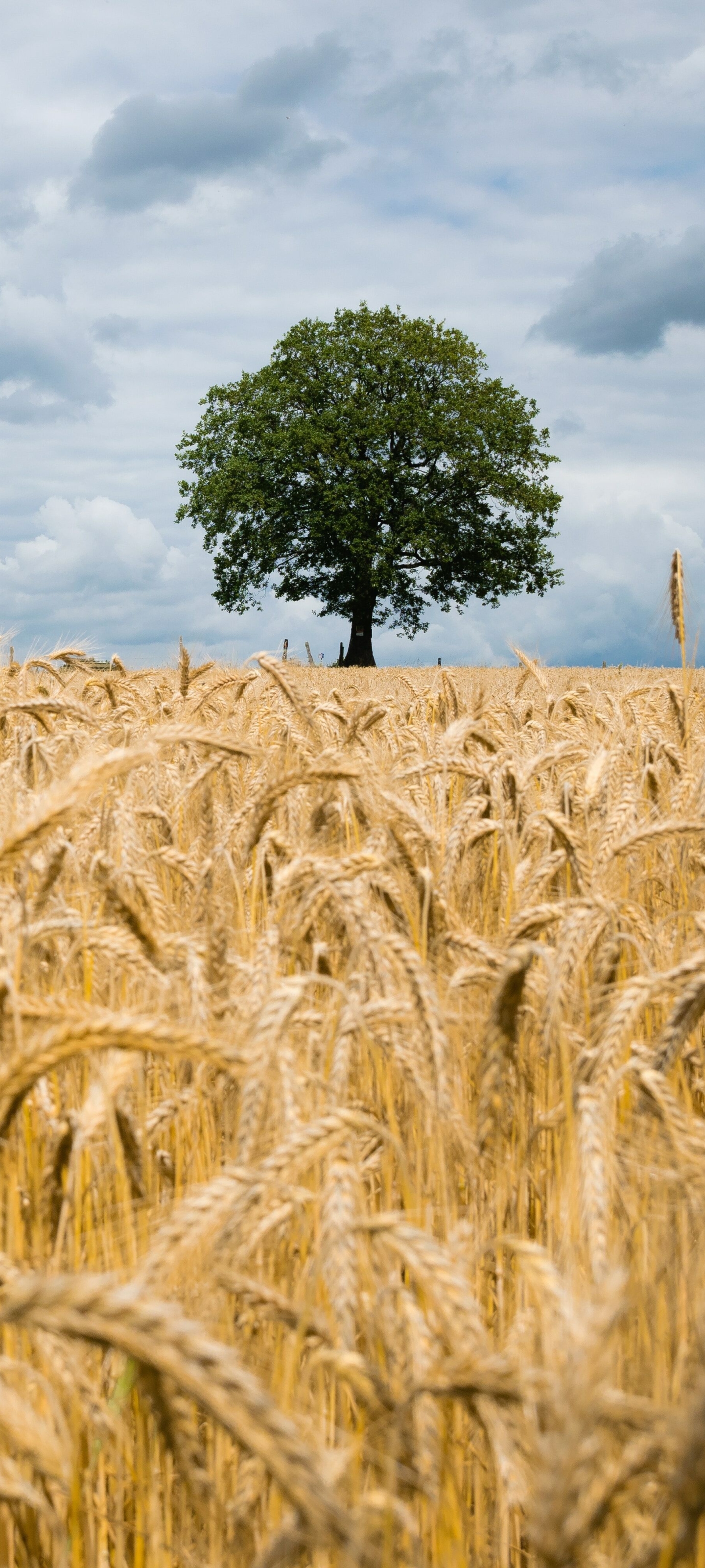 Download mobile wallpaper Summer, Wheat, Earth for free.