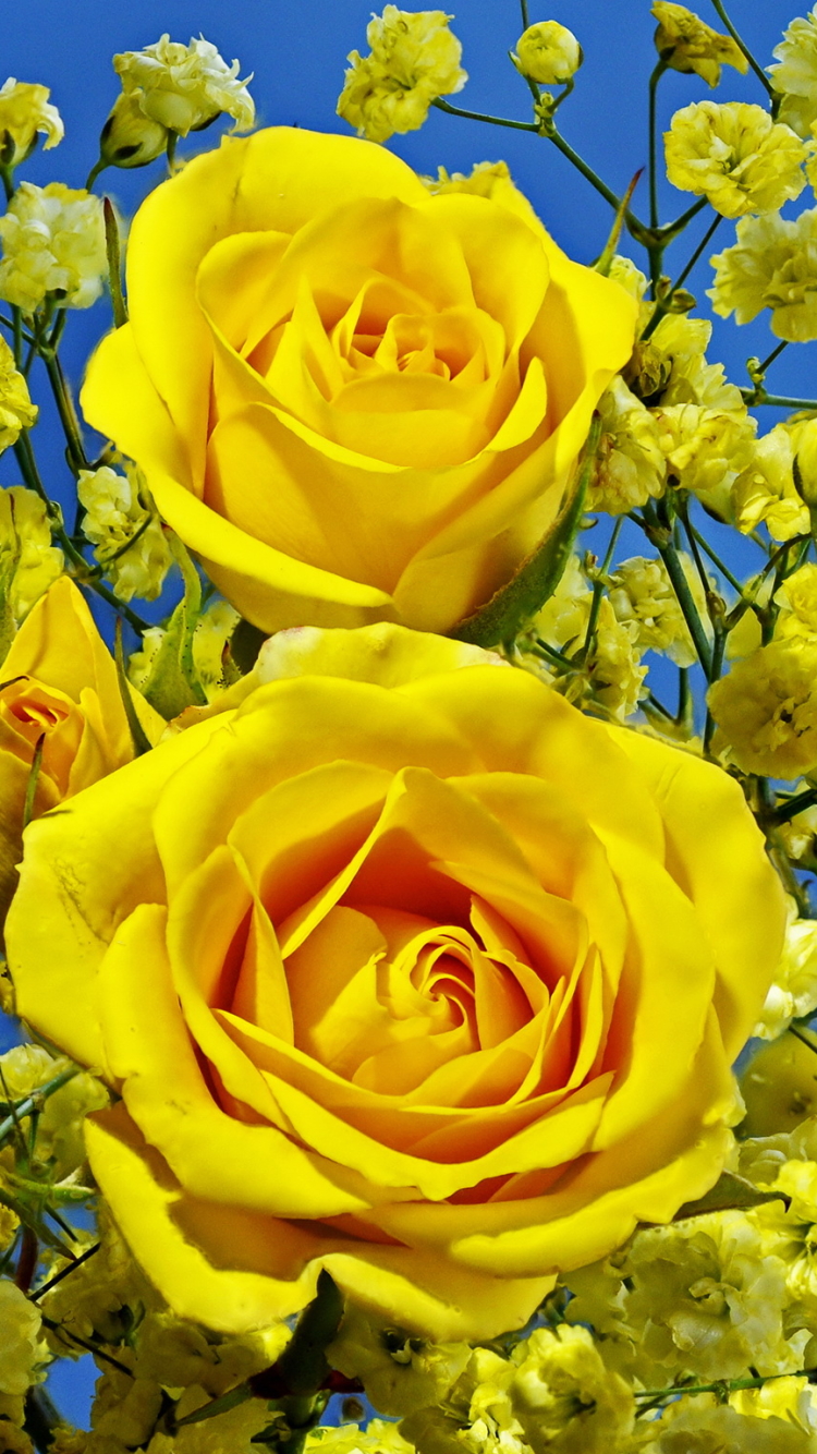 無料モバイル壁紙フラワーズ, 花, 薔薇, 地球, 黄色い花をダウンロードします。