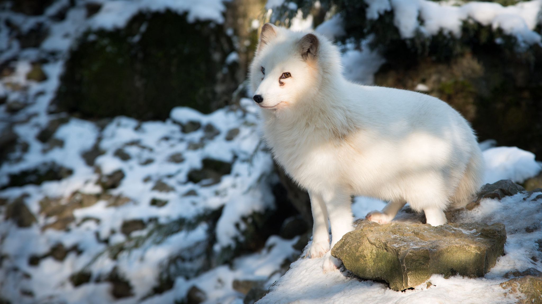 111516 скачать обои песец, лиса, животные, белый, полярная лисица - заставки и картинки бесплатно