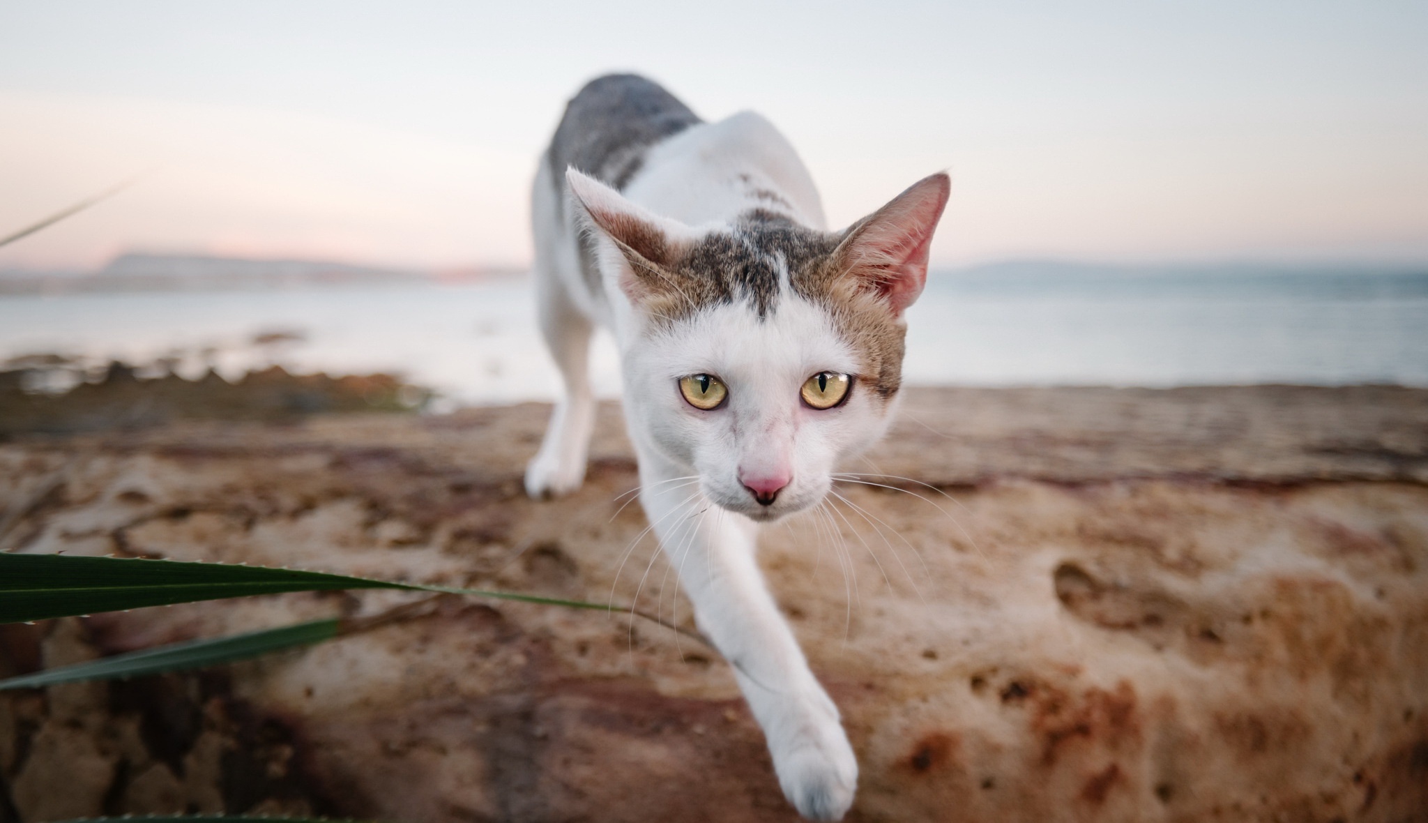 PCデスクトップに動物, ネコ, 猫, 見詰める画像を無料でダウンロード