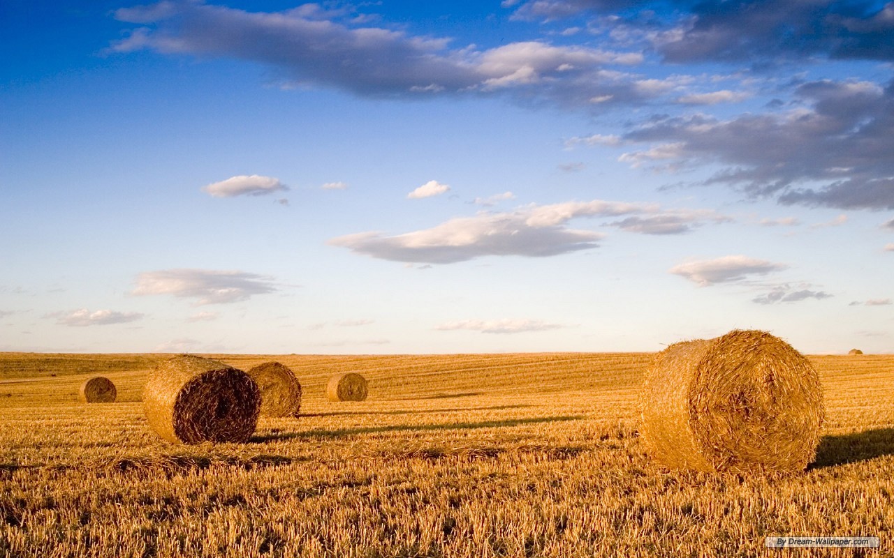 Handy-Wallpaper Feld, Erde/natur kostenlos herunterladen.