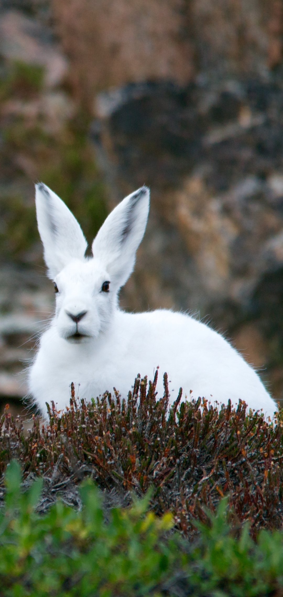 Download mobile wallpaper Grass, Animal, Rabbit, Hare, Arctic Hare for free.