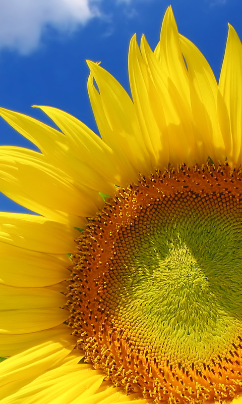 Download mobile wallpaper Flowers, Earth, Sunflower for free.