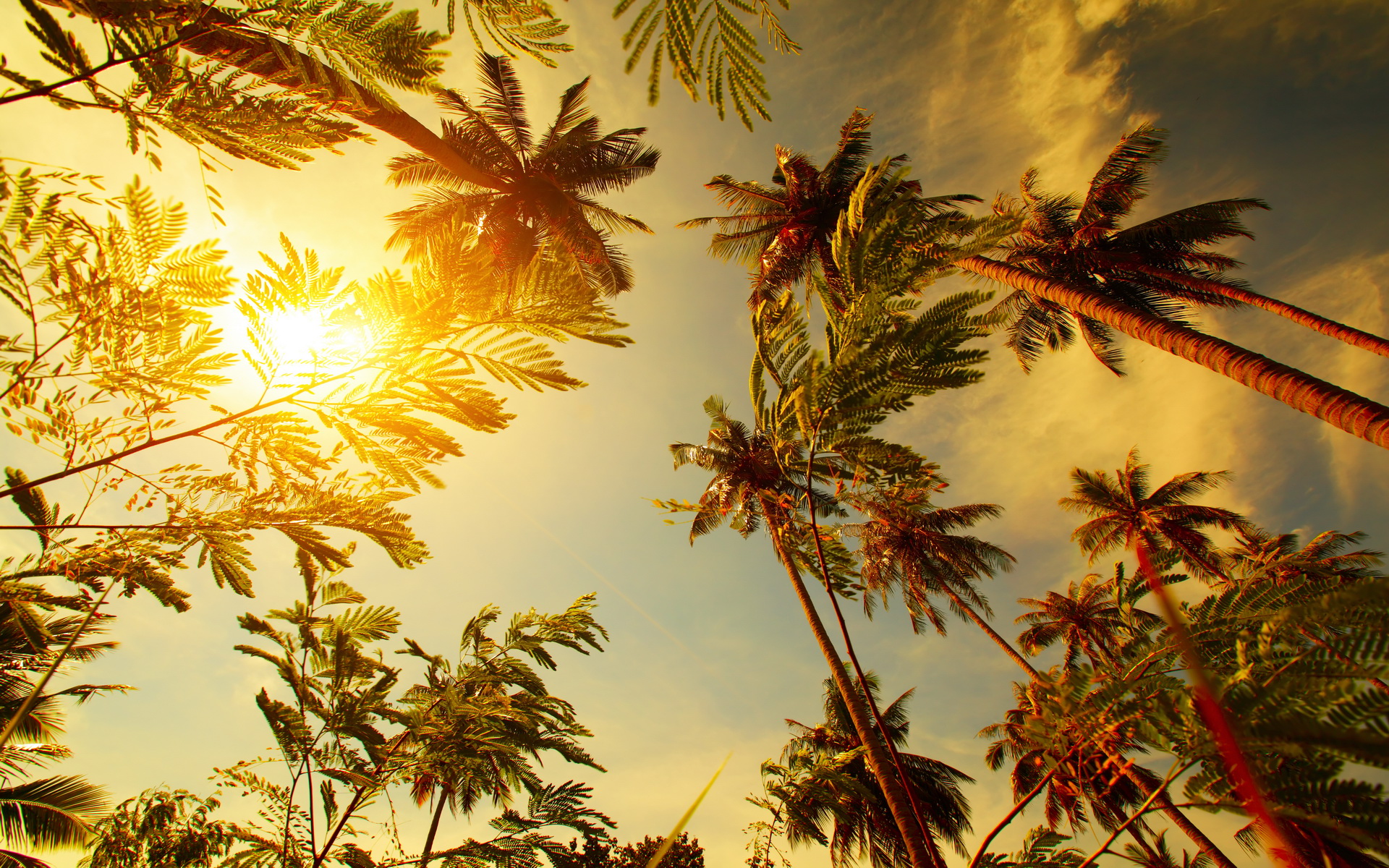 Download mobile wallpaper Earth, Palm Tree for free.