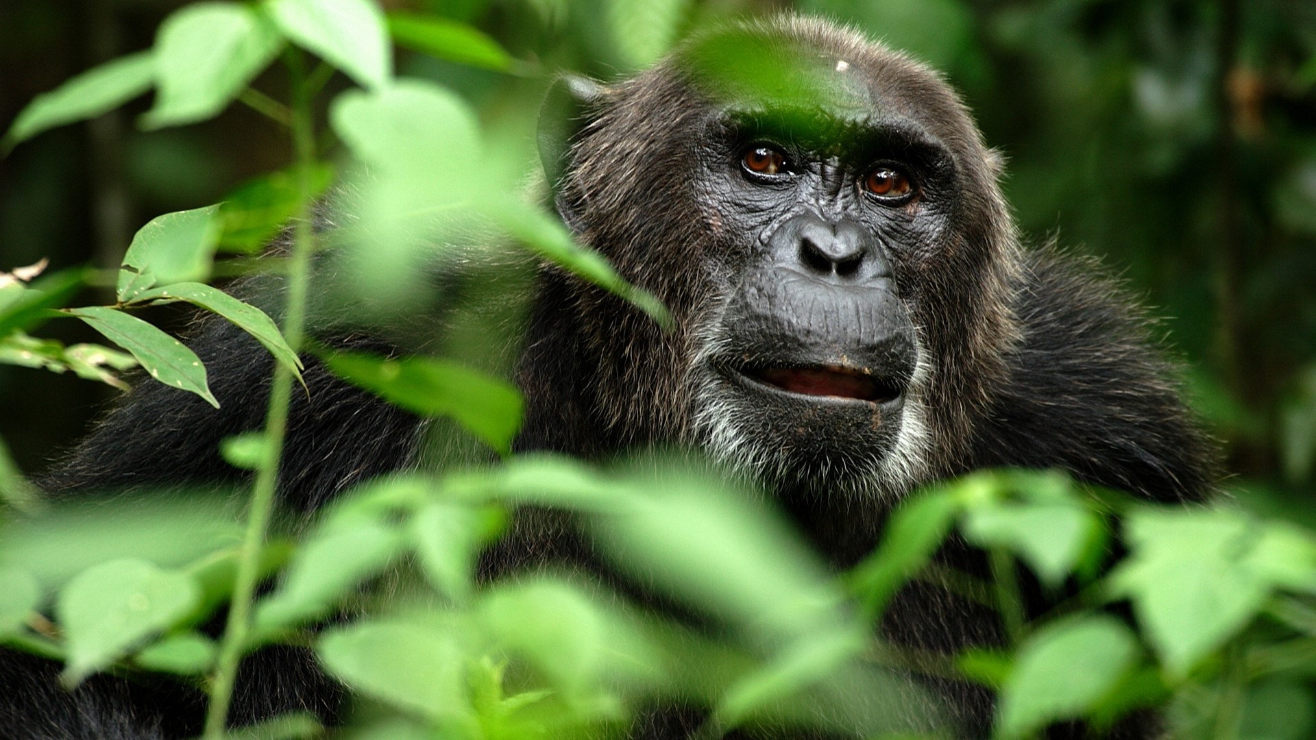 267091 скачать картинку обезьяна, животные, горилла, обезьяны - обои и заставки бесплатно