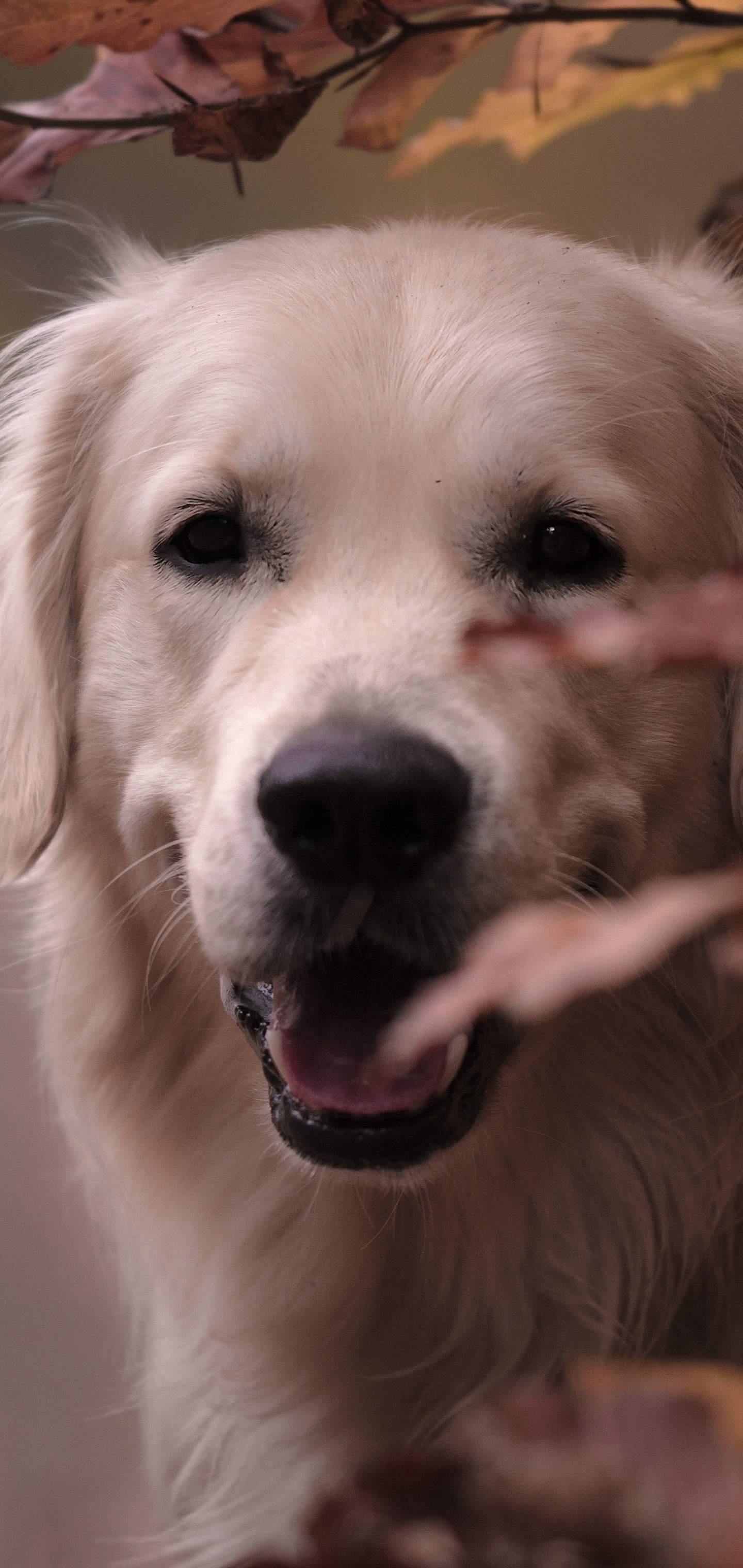 Handy-Wallpaper Tiere, Hunde, Hund, Golden Retriever kostenlos herunterladen.