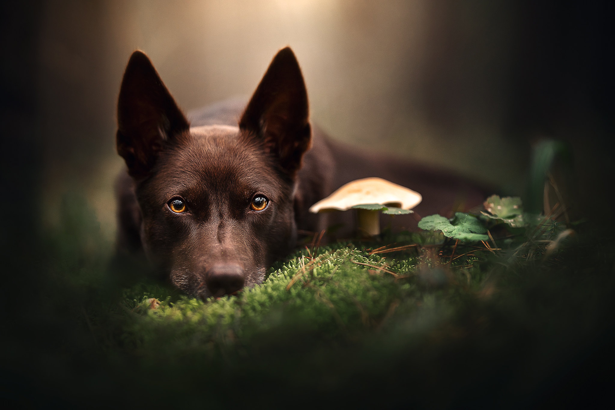 Free download wallpaper Dogs, Dog, Animal, Mushroom on your PC desktop