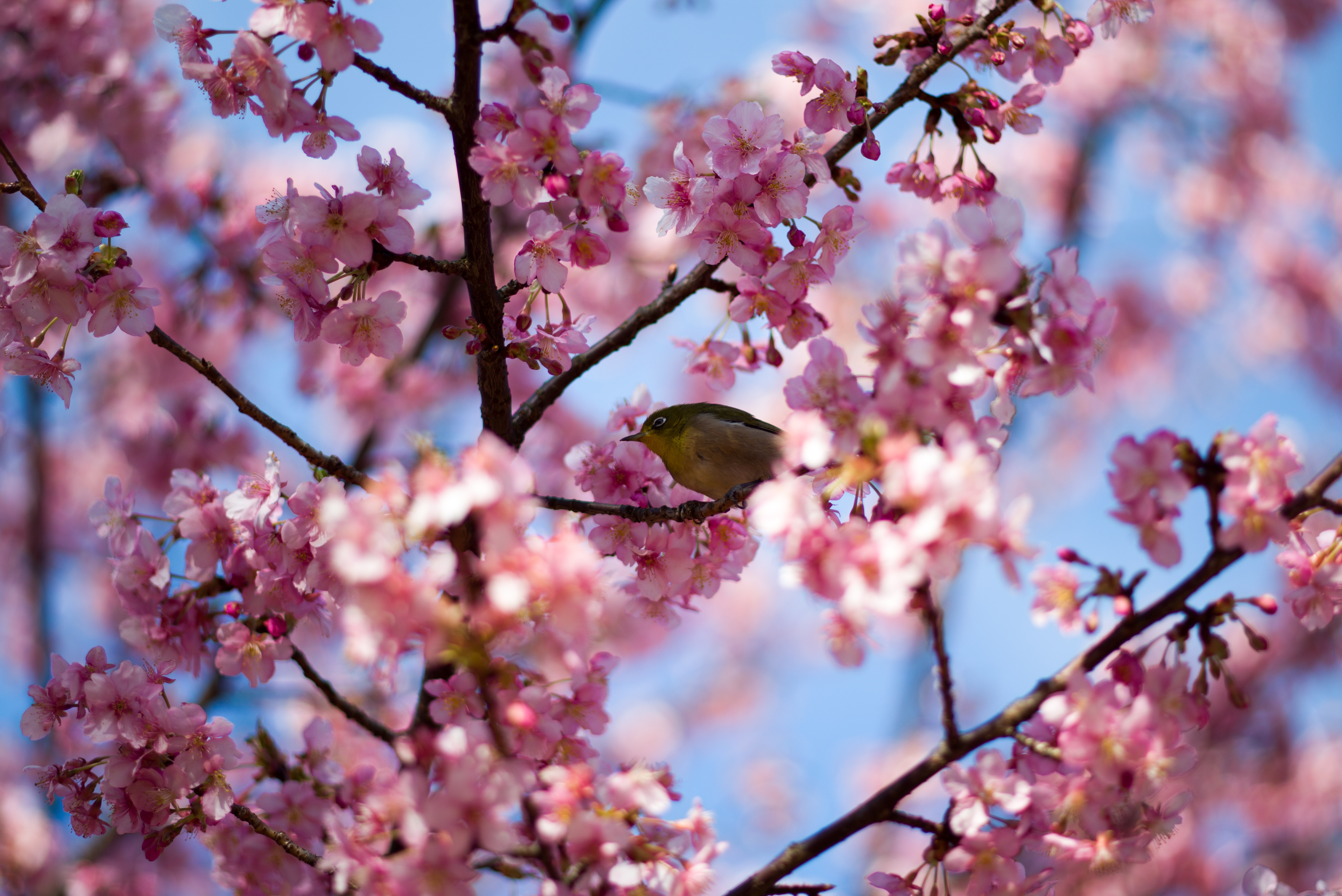 Laden Sie das Tiere, Natur, Vögel, Vogel, Ast, Frühling, Blüte, Pinke Blume-Bild kostenlos auf Ihren PC-Desktop herunter