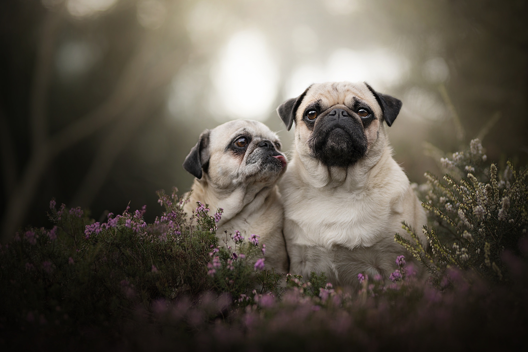 Free download wallpaper Dogs, Dog, Animal, Pug, Depth Of Field on your PC desktop