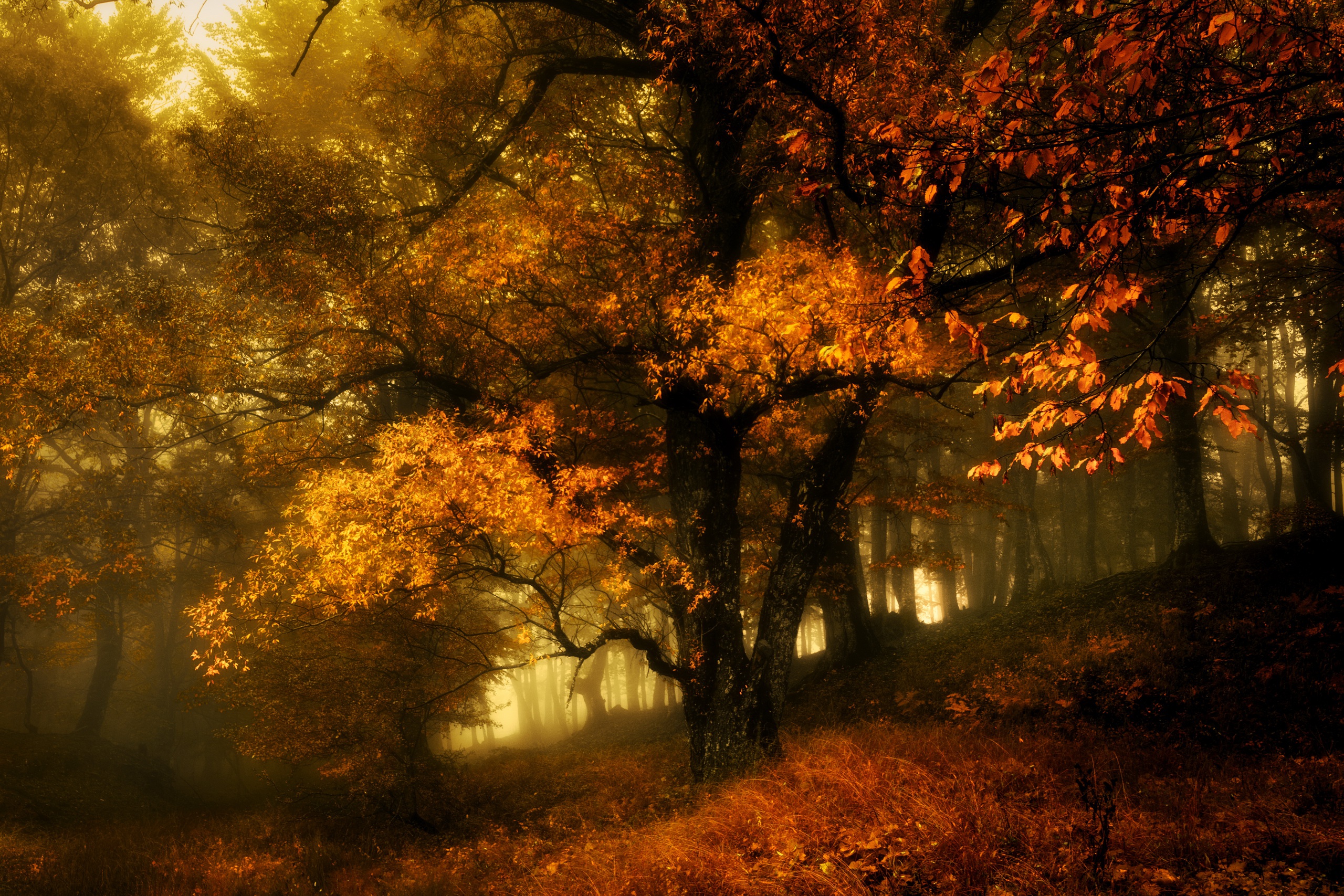 Free download wallpaper Nature, Tree, Fog, Fall, Earth on your PC desktop