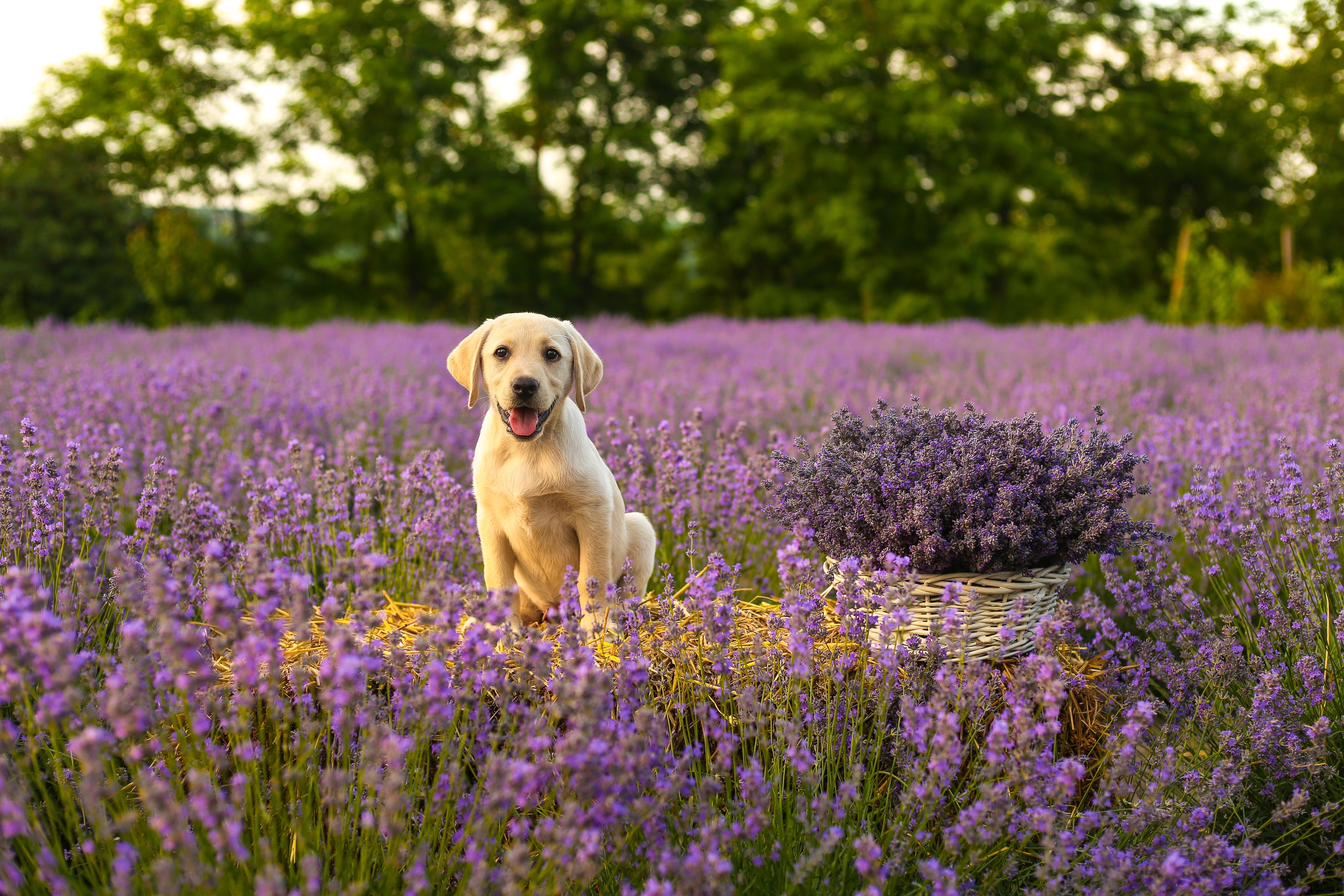 Download mobile wallpaper Labrador, Tongue Stuck Out, Protruding Tongue, Dog, Animals, Puppy, Lavender for free.