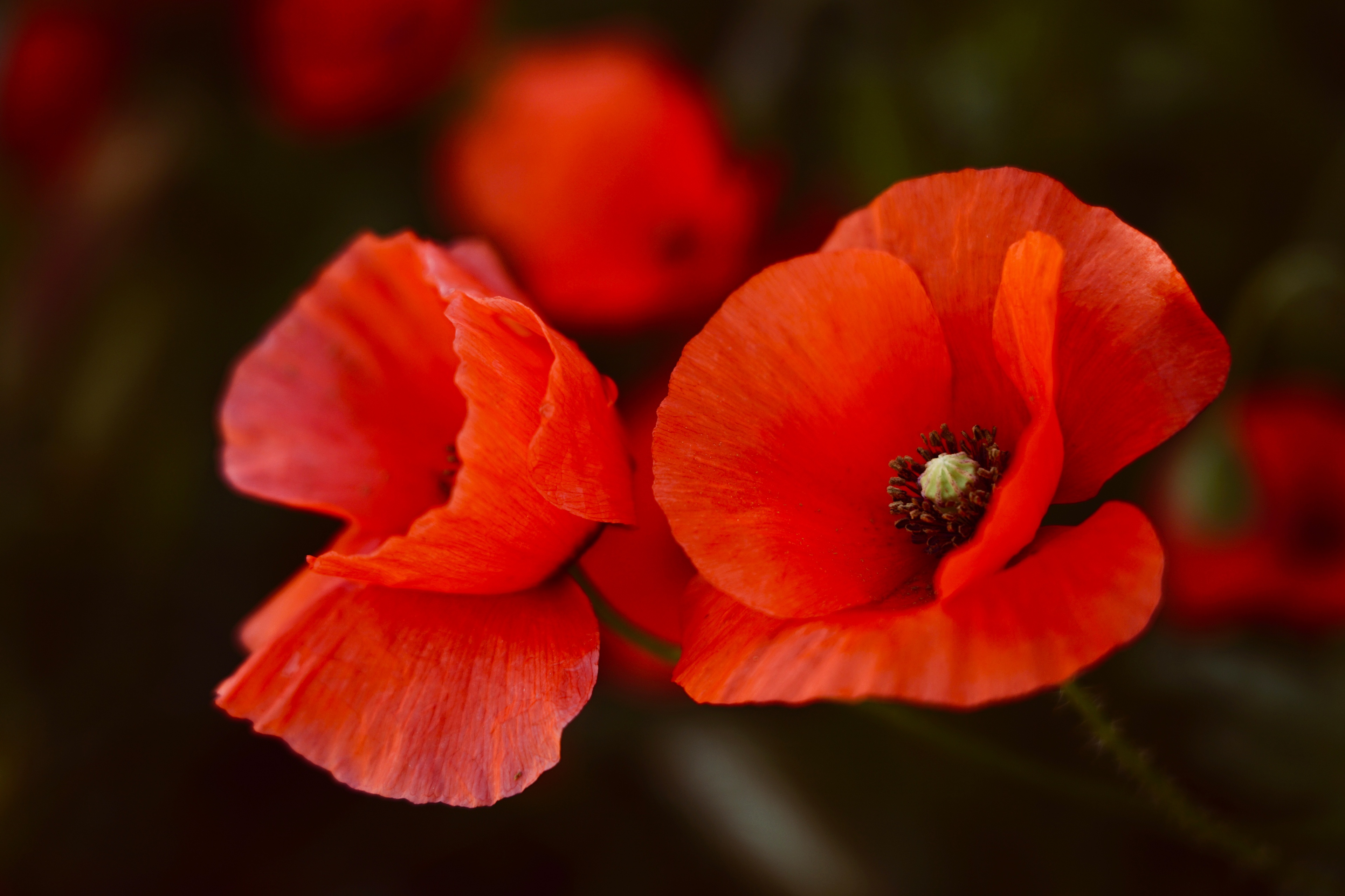 Téléchargez gratuitement l'image Fleurs, Fleur, Coquelicot, Fleur Rouge, La Nature, Terre/nature sur le bureau de votre PC