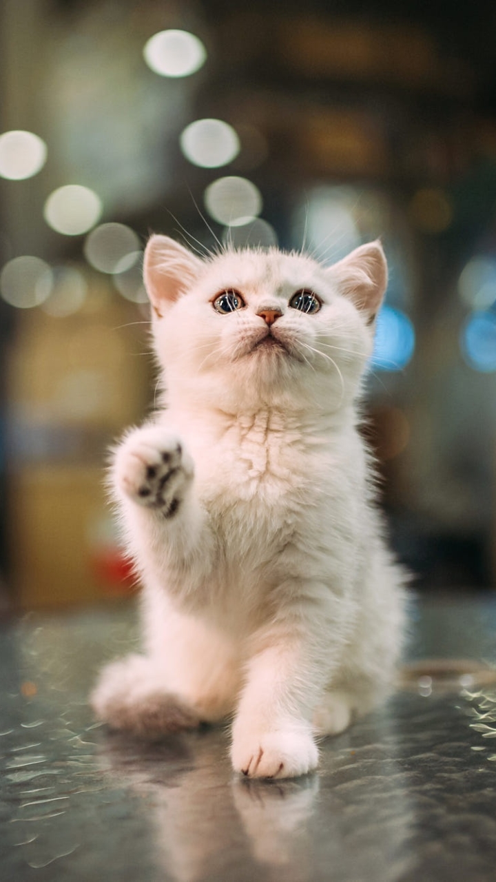 Download mobile wallpaper Cats, Cat, Kitten, Animal, Bokeh, Baby Animal for free.