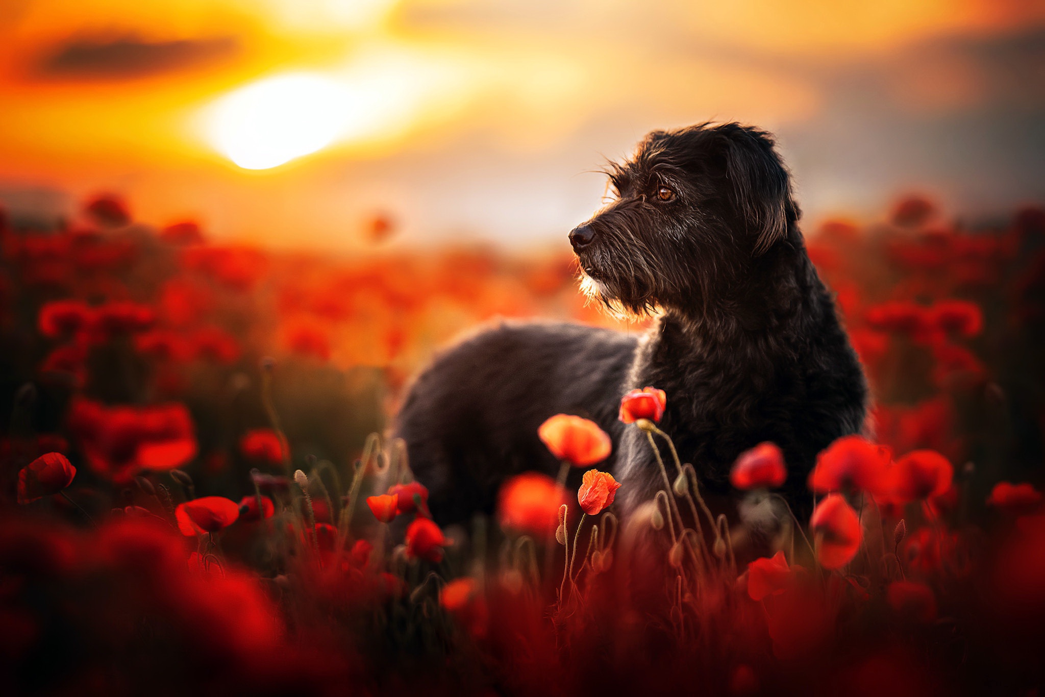 Download mobile wallpaper Dogs, Flower, Dog, Animal, Poppy, Red Flower, Depth Of Field for free.