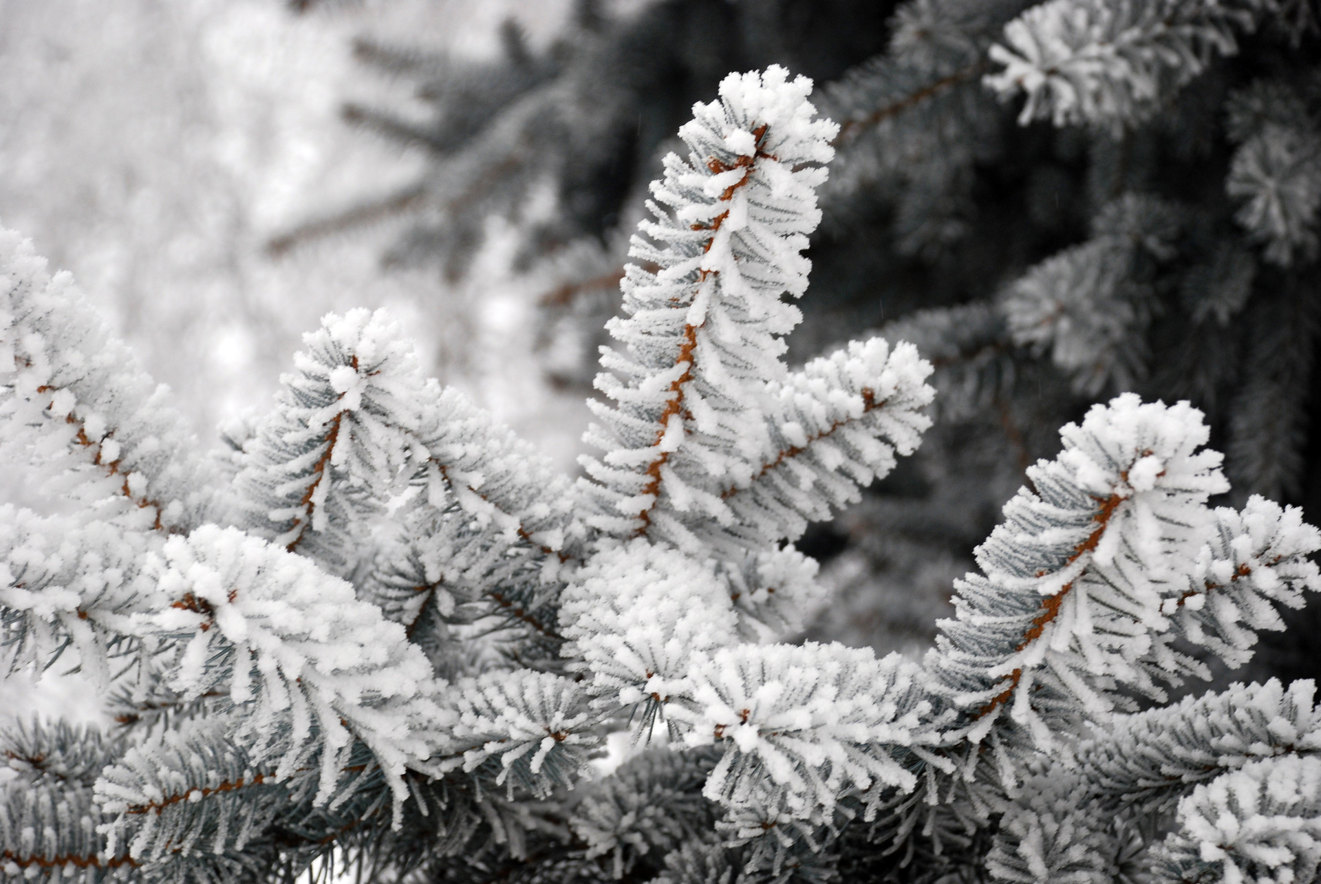 Laden Sie das Winter, Erde/natur-Bild kostenlos auf Ihren PC-Desktop herunter