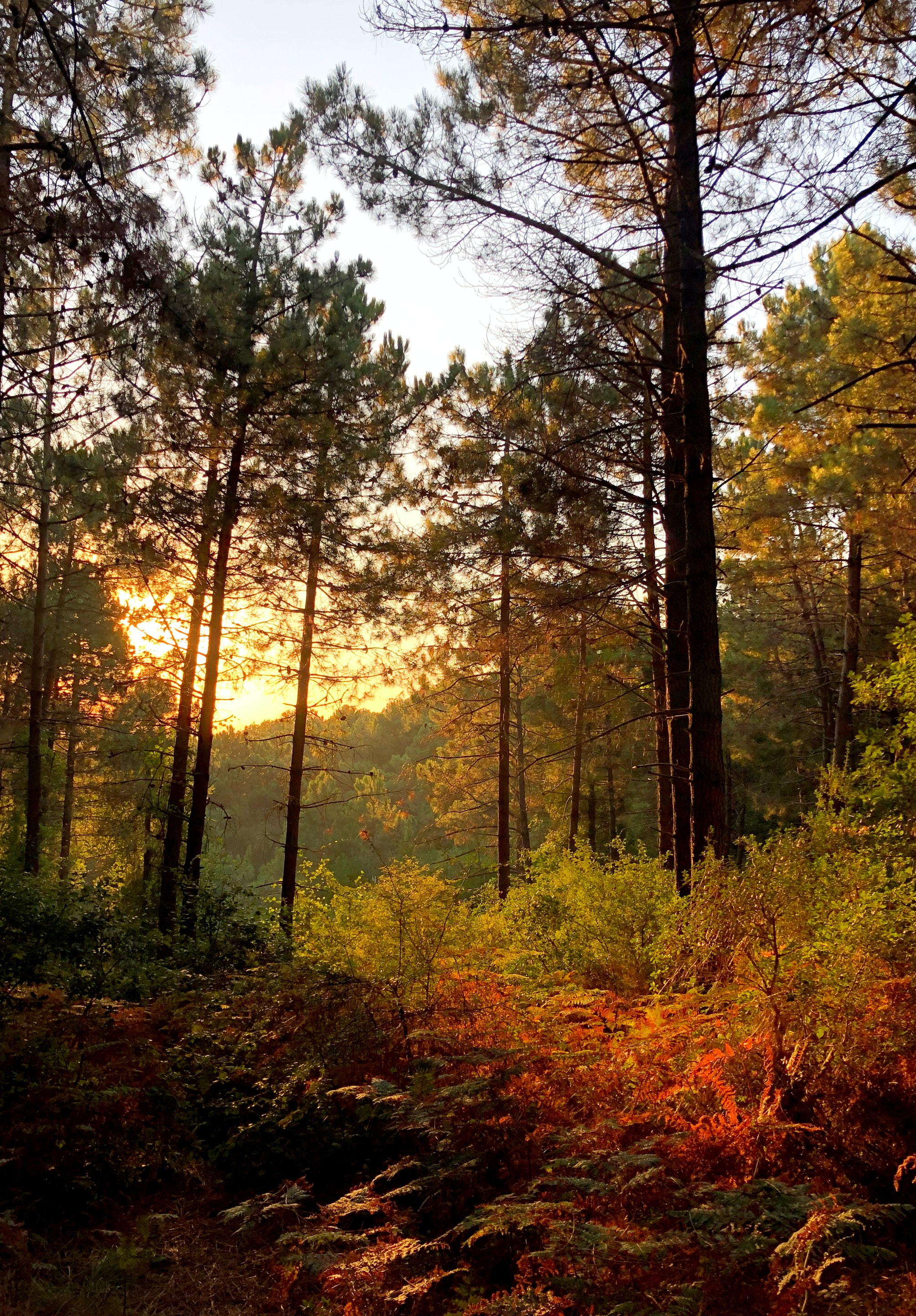Laden Sie das Natur, Bäume, Sun, Bush, Balken, Strahlen, Wald-Bild kostenlos auf Ihren PC-Desktop herunter