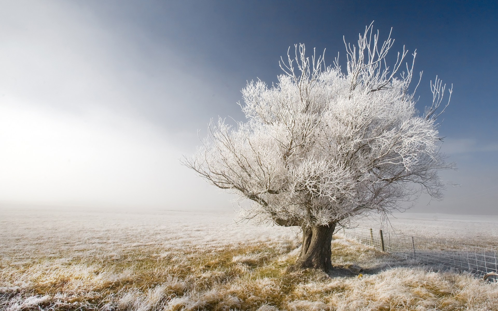 Скачать обои бесплатно Деревья, Пейзаж, Зима картинка на рабочий стол ПК