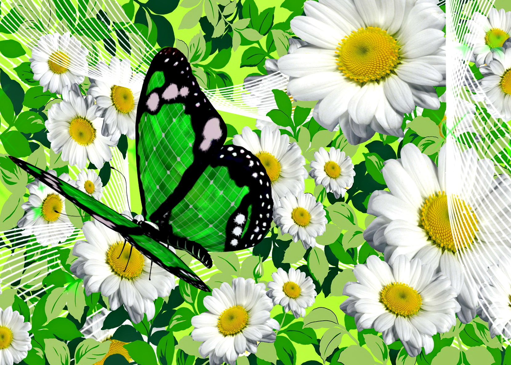 744661 descargar fondo de pantalla artístico, primavera, mariposa, manzanilla, flor, flor blanca: protectores de pantalla e imágenes gratis
