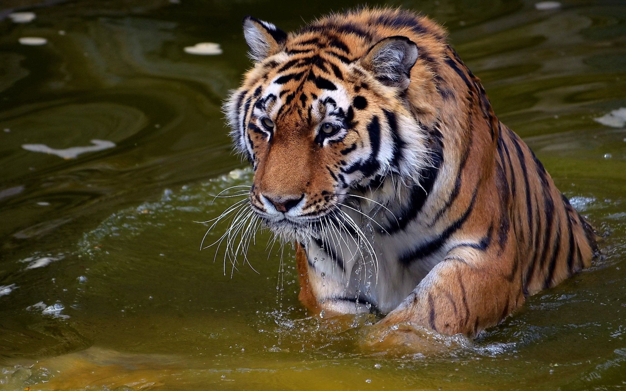 muzzle, water, bathe, animals, predator, tiger Full HD