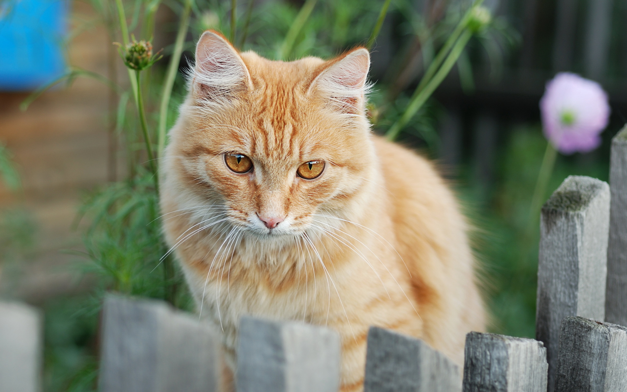 Descarga gratuita de fondo de pantalla para móvil de Gato, Gatos, Animales.