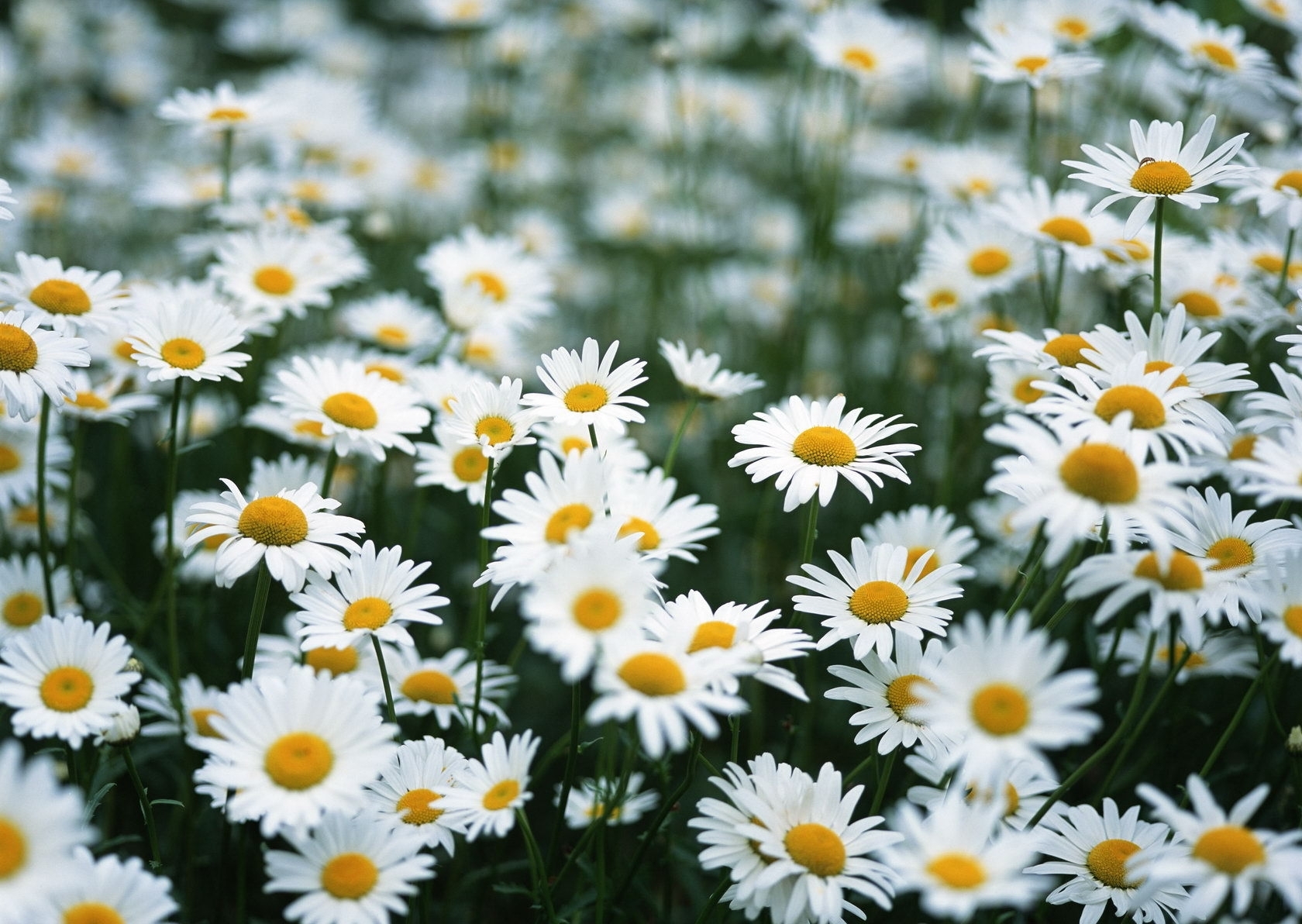 Téléchargez gratuitement l'image Fleurs, Fleur, Terre/nature sur le bureau de votre PC