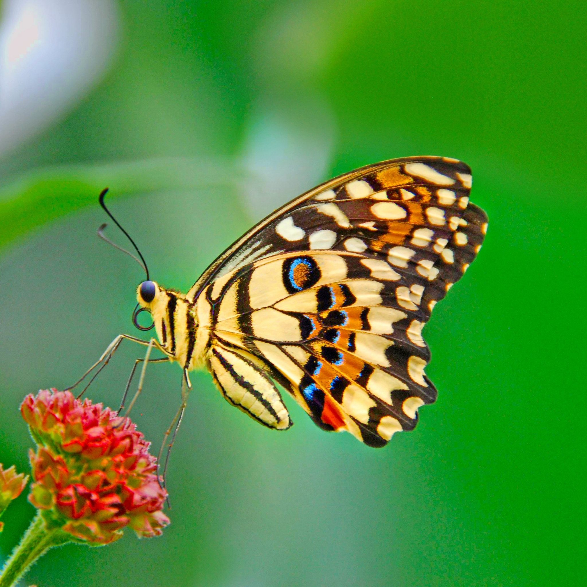 無料モバイル壁紙動物, 蝶, カラフル, パステルをダウンロードします。