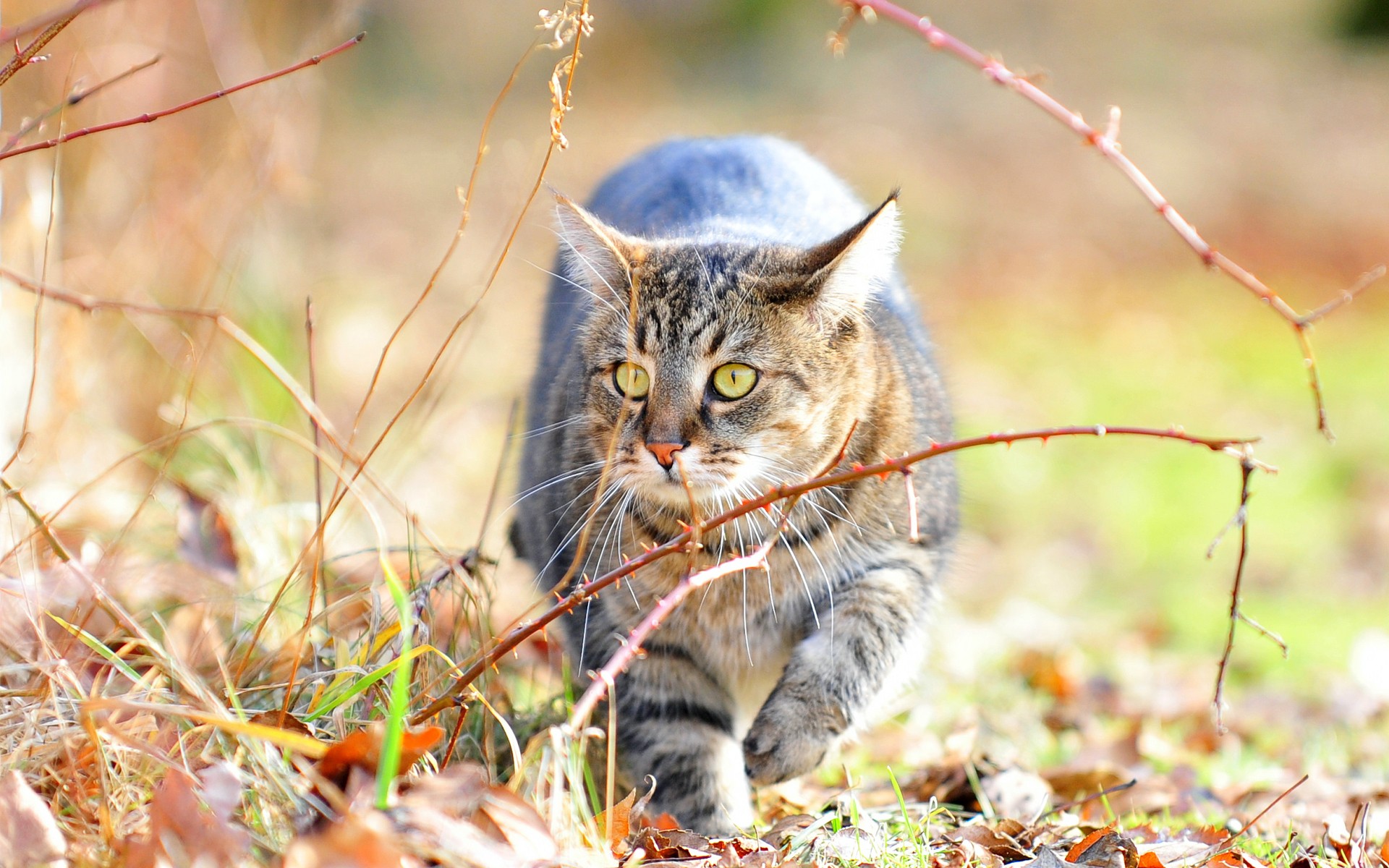 PCデスクトップに動物, ネコ, 猫画像を無料でダウンロード