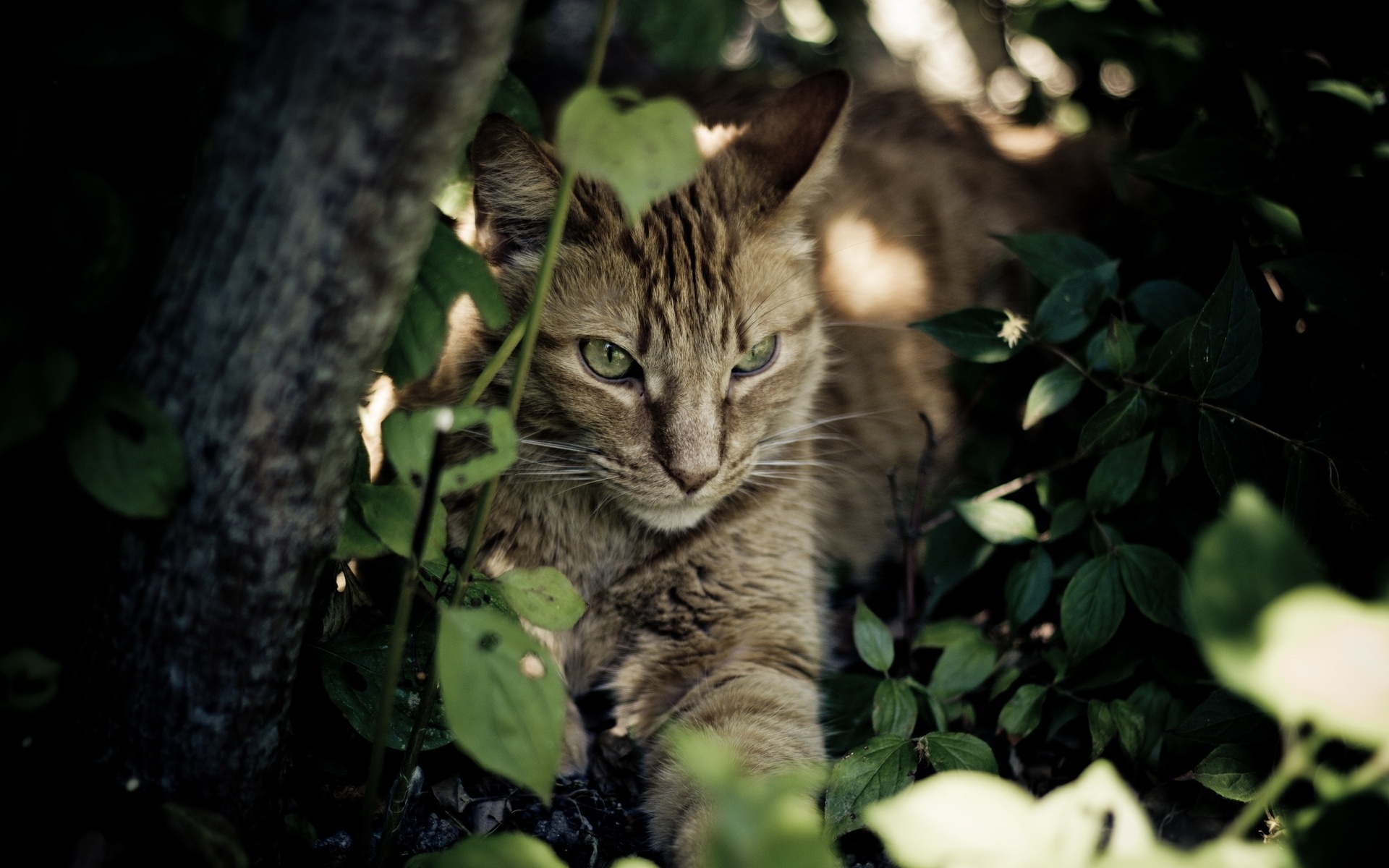 Laden Sie das Tiere, Katzen, Katze-Bild kostenlos auf Ihren PC-Desktop herunter