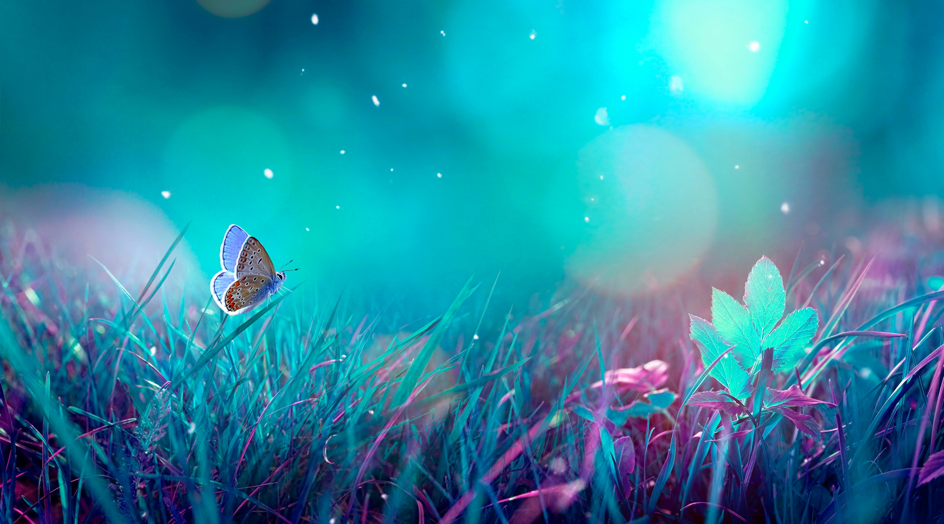 Download mobile wallpaper Butterfly, Animal for free.