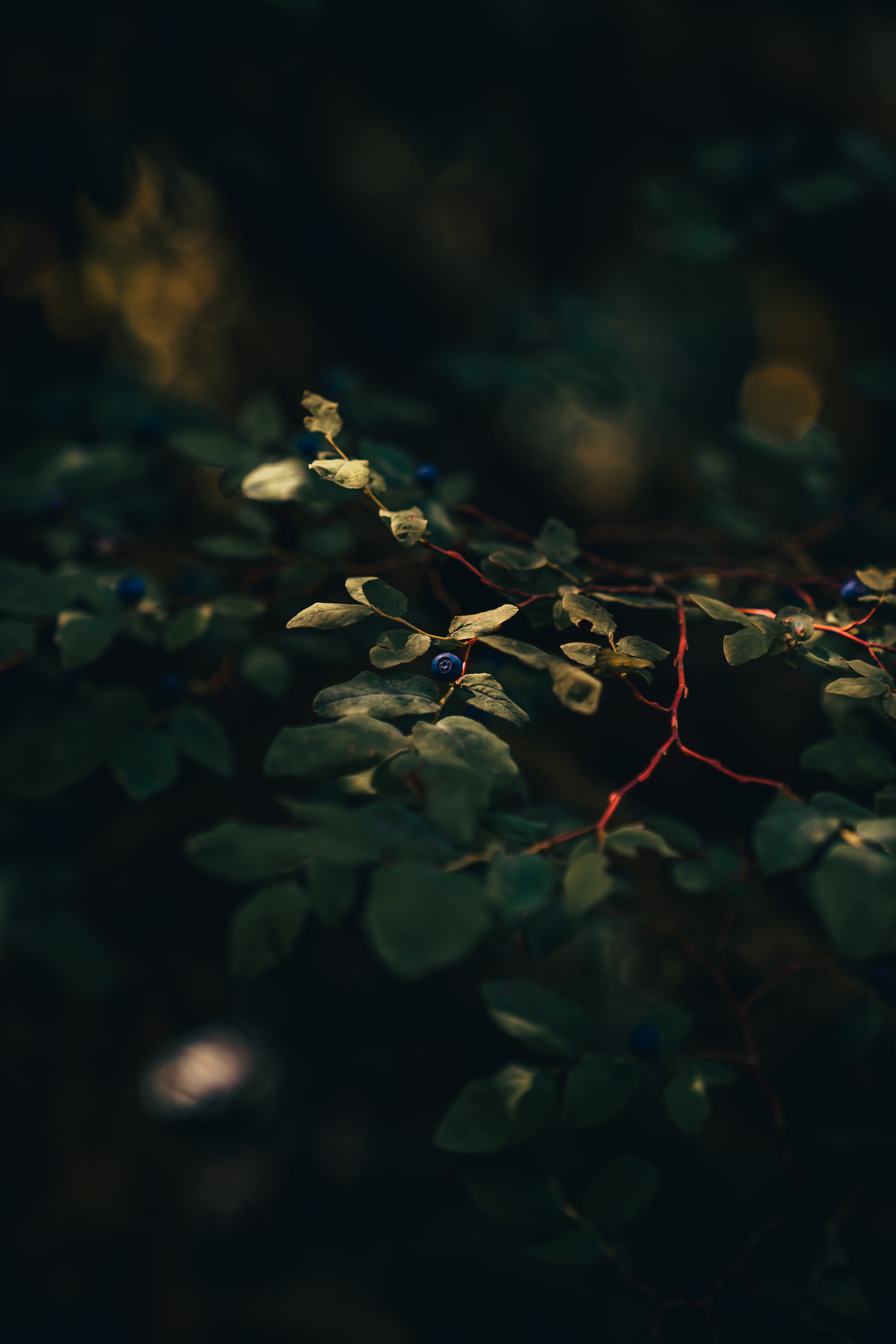 nature, leaves, bilberries, bush, macro, branch, berry High Definition image