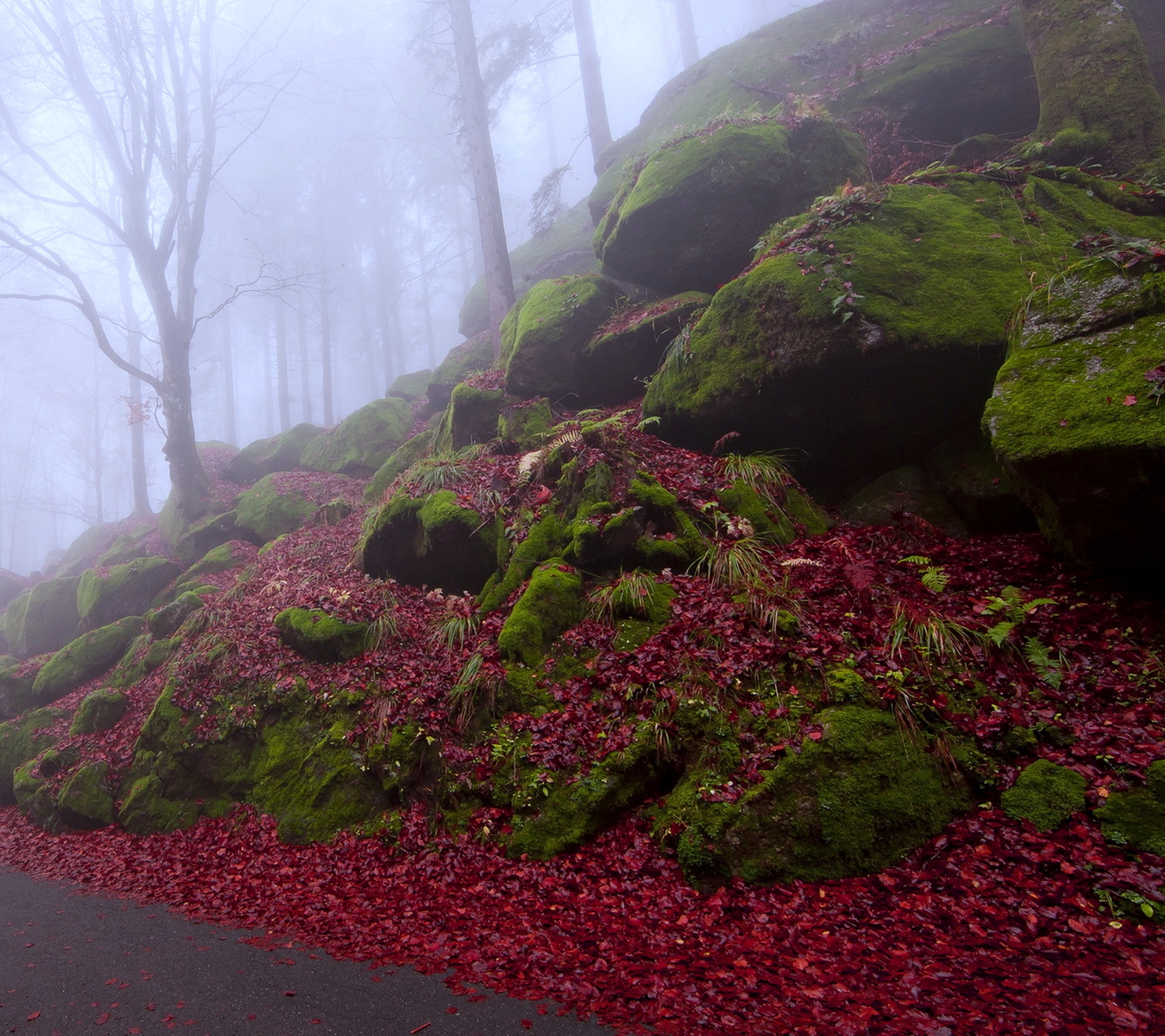 Free download wallpaper Nature, Road, Forest, Tree, Fog, Leaf, Fall, Earth, Moss on your PC desktop