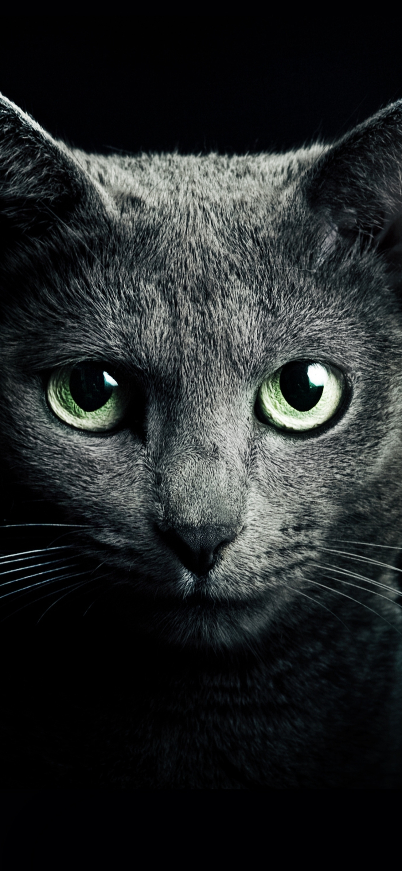 Download mobile wallpaper Cats, Cat, Animal, Head, Stare for free.