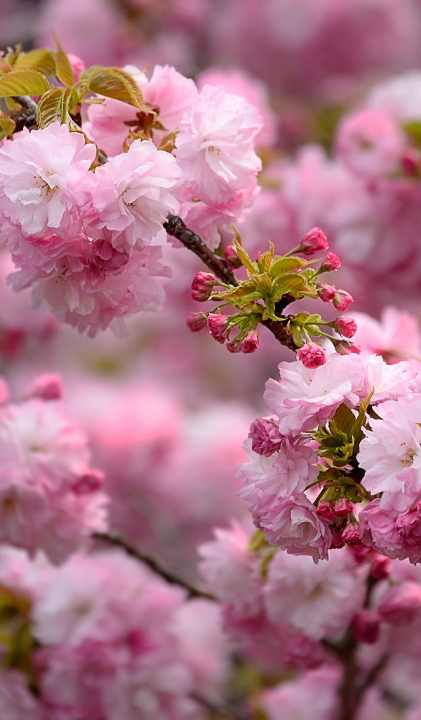 Download mobile wallpaper Earth, Spring, Blossom for free.
