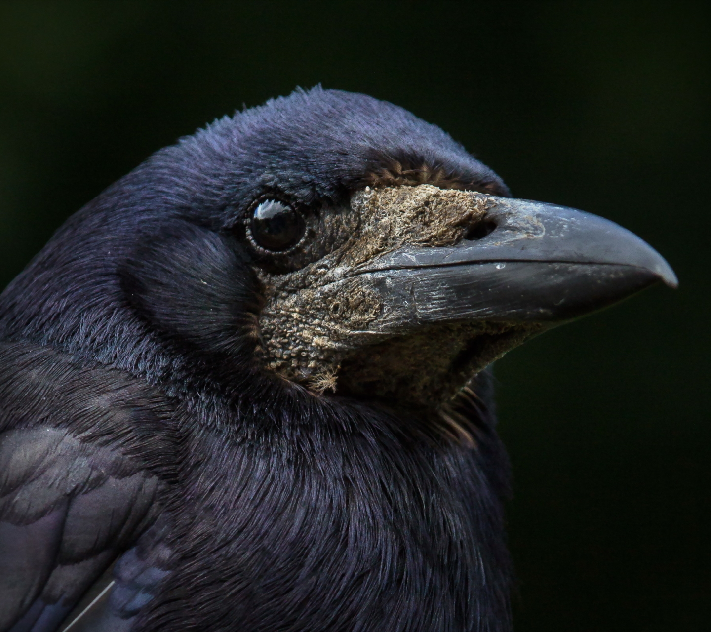 Download mobile wallpaper Bird, Beak, Animal, Crow for free.