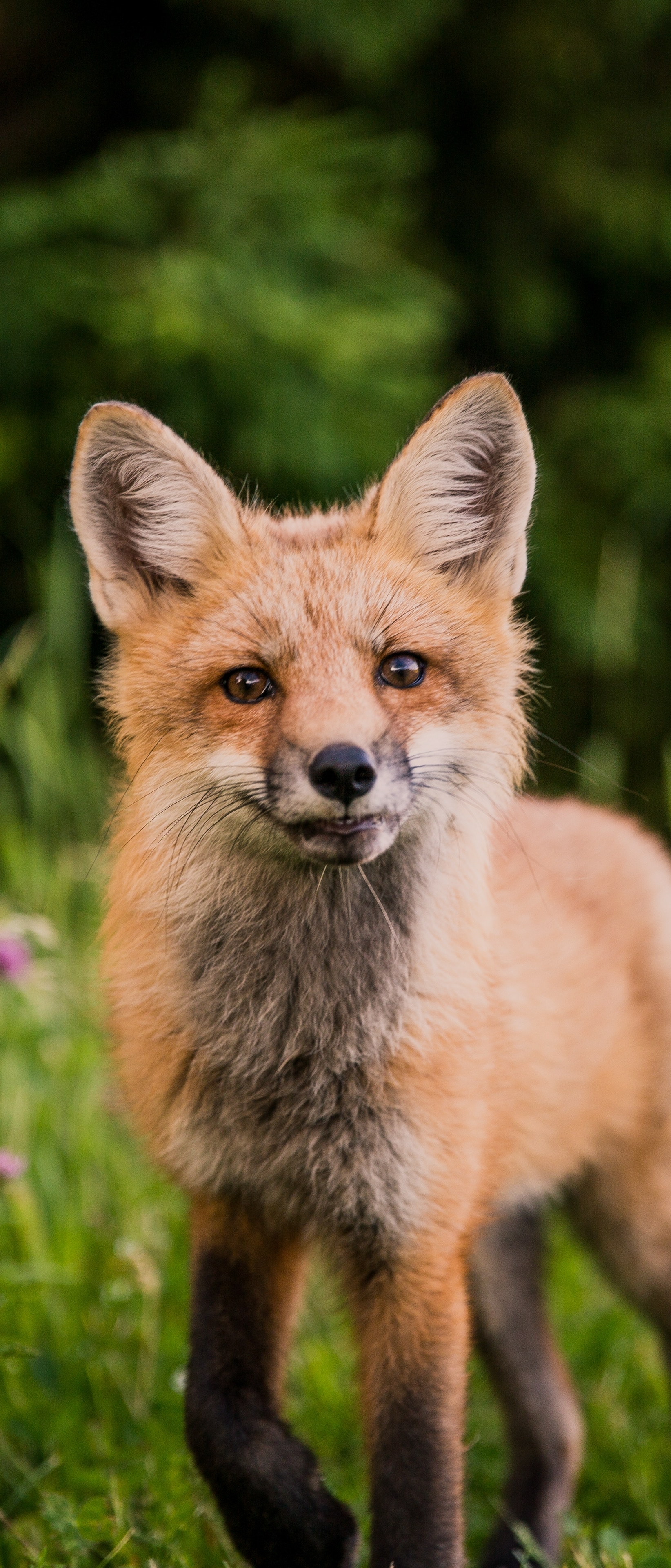 Download mobile wallpaper Fox, Animal for free.