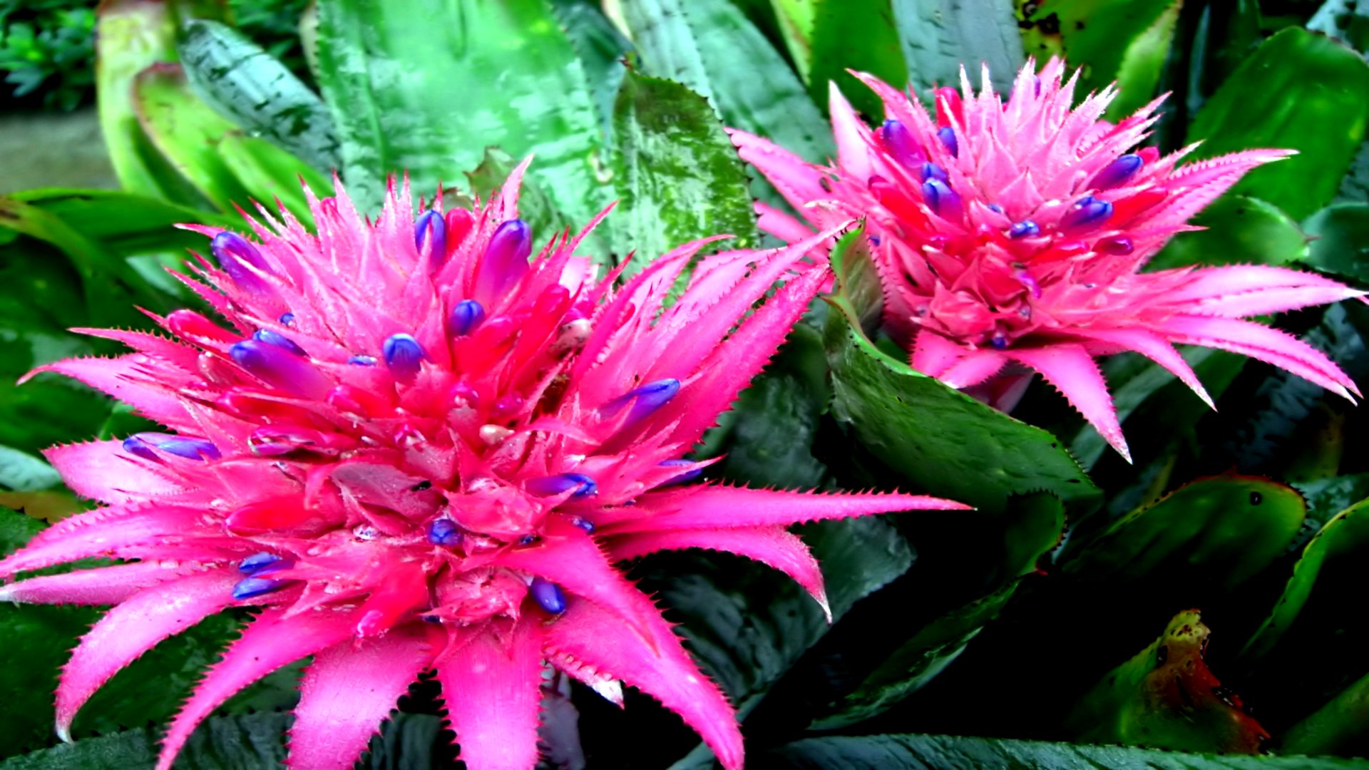 Download mobile wallpaper Bromelia, Flowers, Flower, Earth for free.