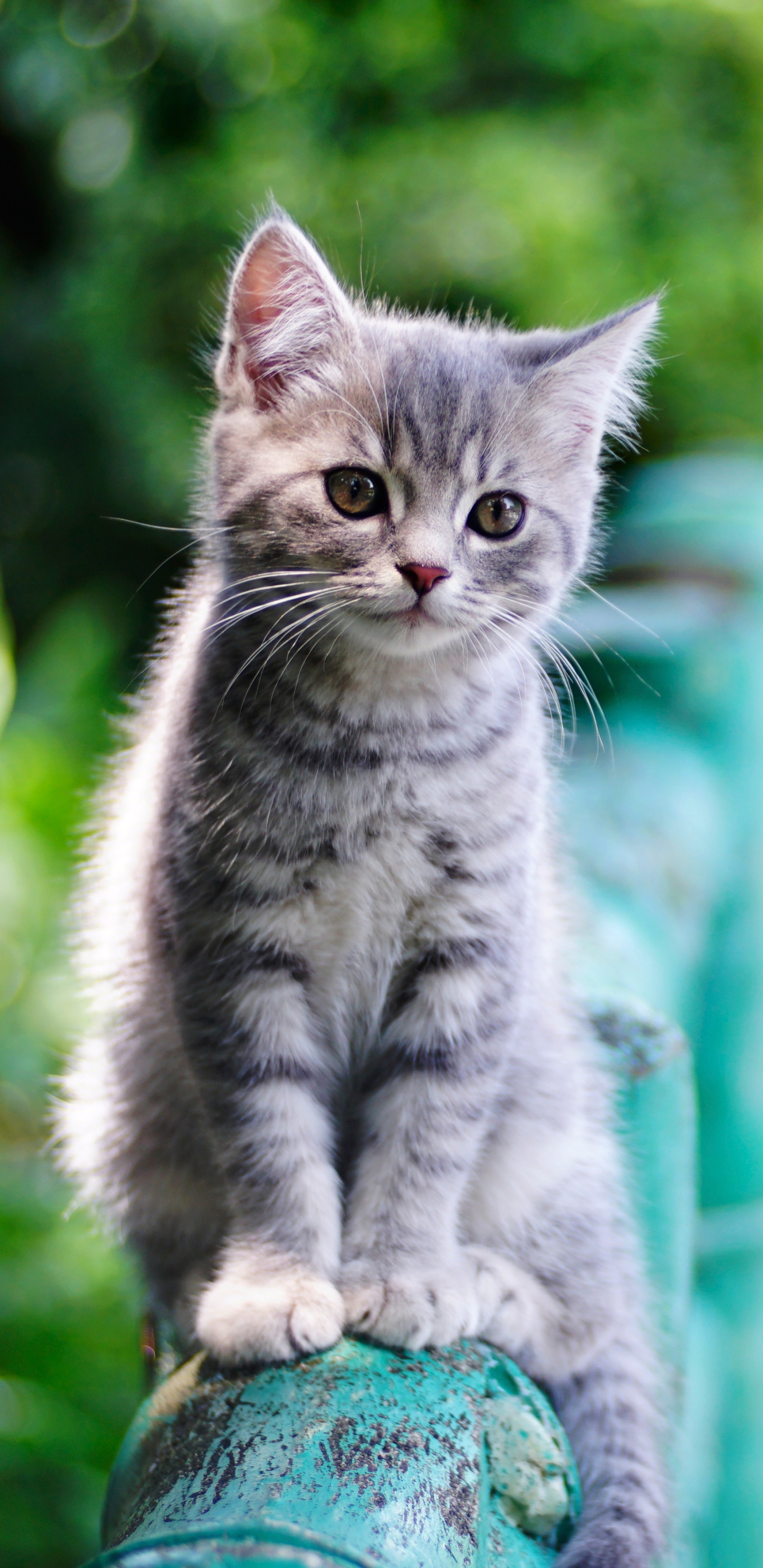 Téléchargez gratuitement l'image Animaux, Chats, Chat, Chaton, Bébé Animal, Profondeur De Champ sur le bureau de votre PC