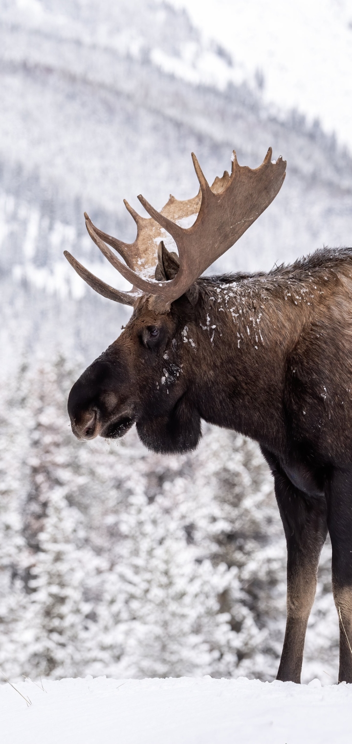 無料モバイル壁紙動物, 冬, 雪, ムースをダウンロードします。