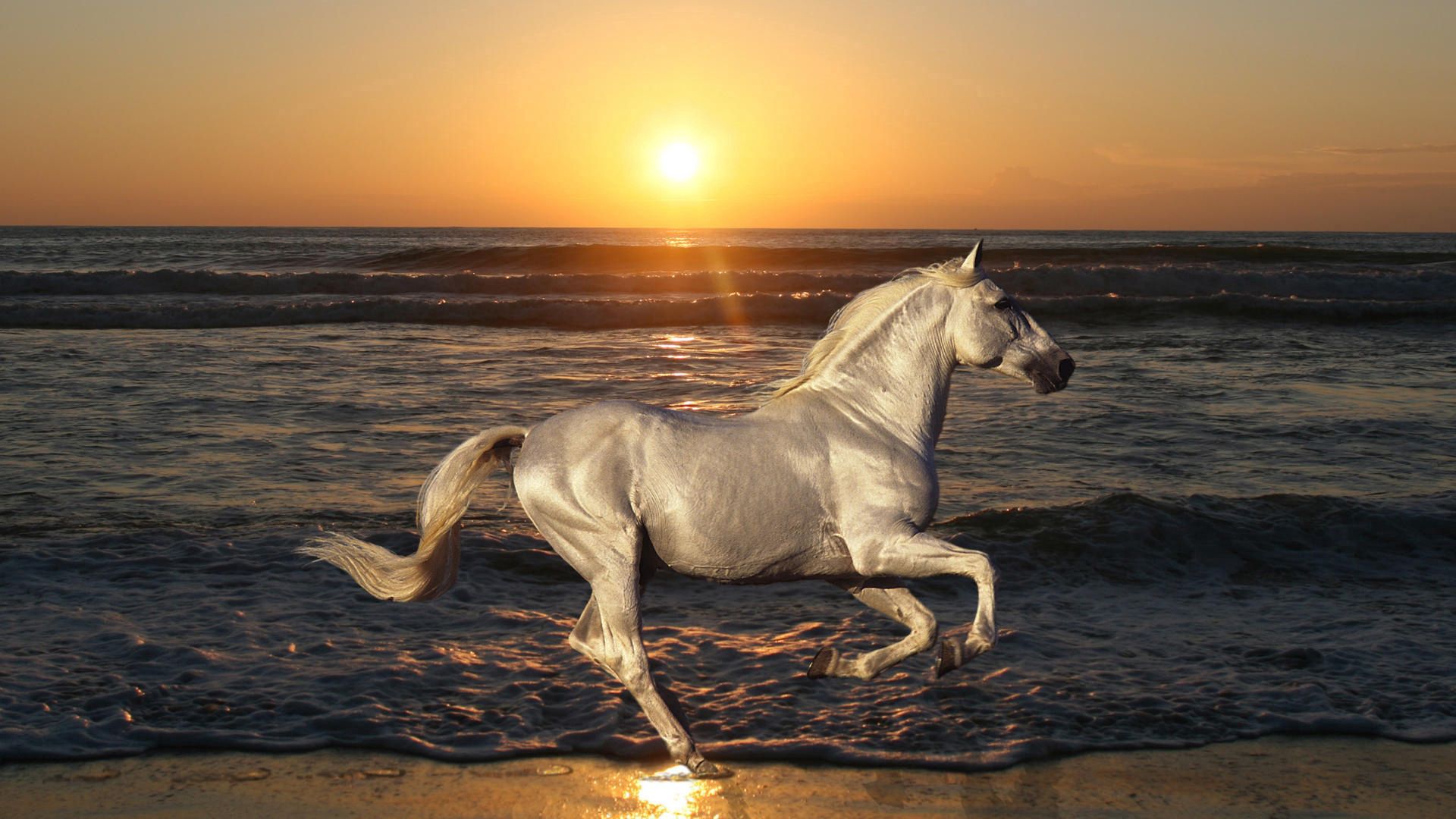 103347 скачать обои лошадь, животные, конь, природа, море, жеребец, скачет - заставки и картинки бесплатно