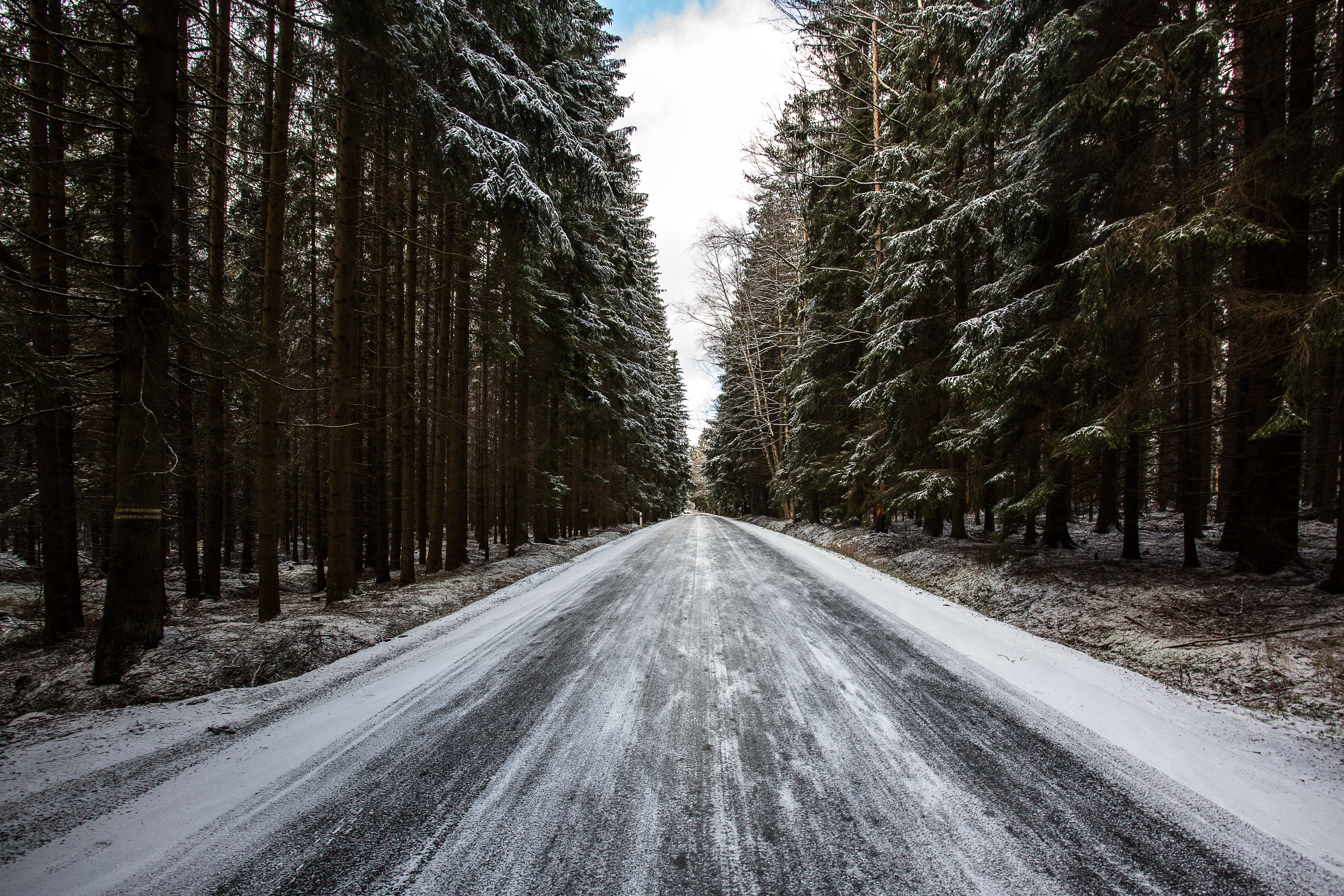 forest, snow, winter, nature, trees, pine, road Desktop Wallpaper