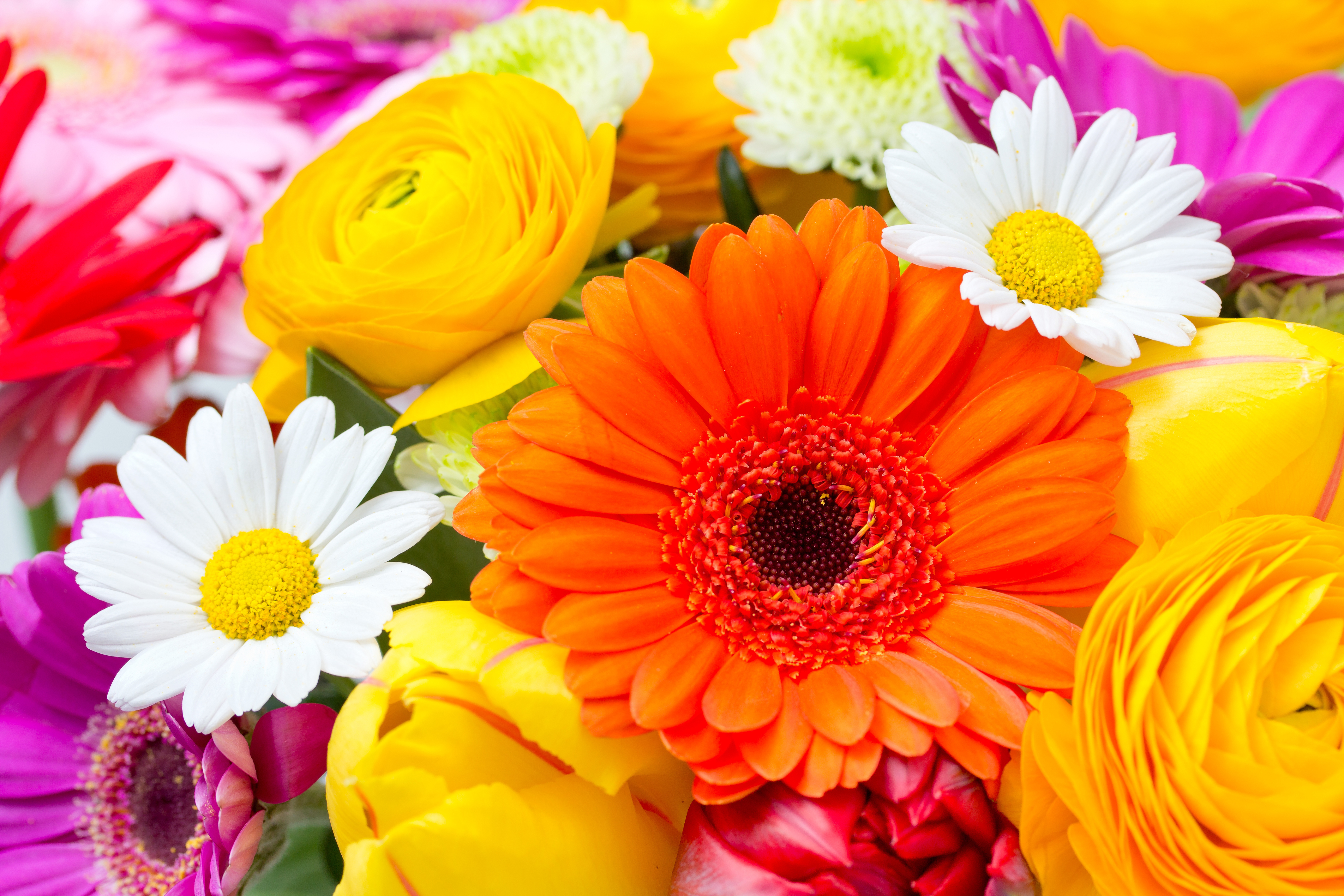 Handy-Wallpaper Blumen, Blume, Farben, Bunt, Gelbe Blume, Weiße Blume, Erde/natur, Orangene Blume kostenlos herunterladen.