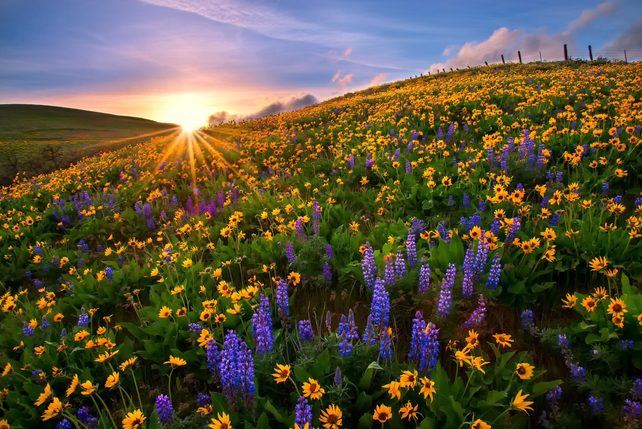Laden Sie das Blumen, Blume, Lupinen, Gelbe Blume, Erde/natur-Bild kostenlos auf Ihren PC-Desktop herunter