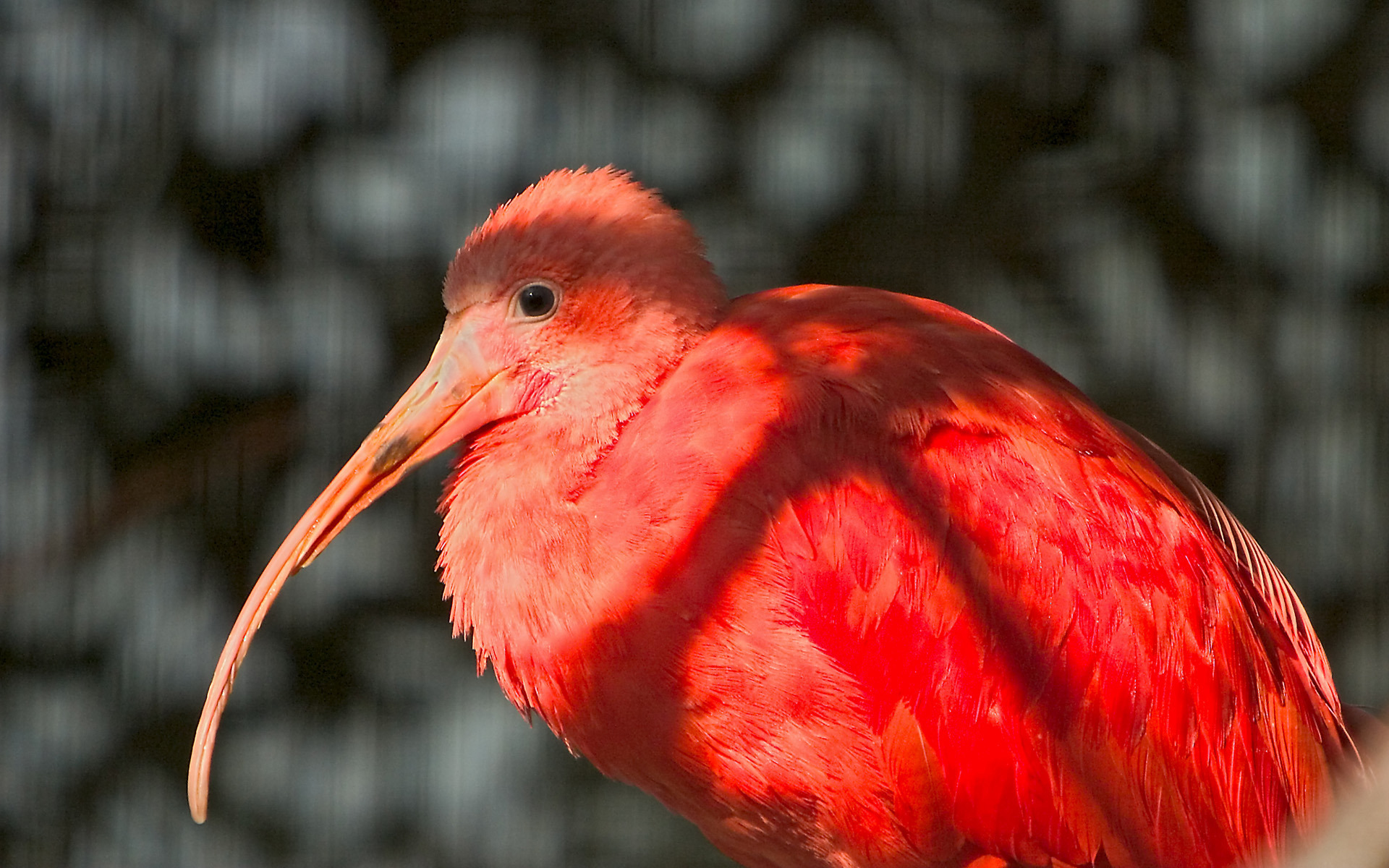 312255 descargar imagen animales, ibis escarlata, aves: fondos de pantalla y protectores de pantalla gratis