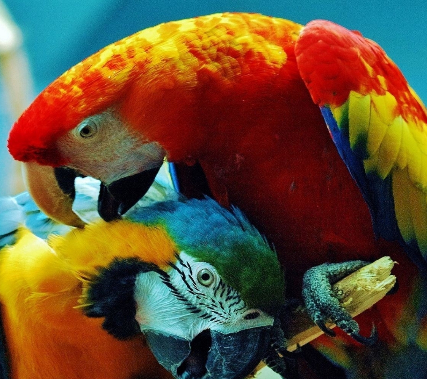 Free download wallpaper Birds, Bird, Animal, Macaw on your PC desktop