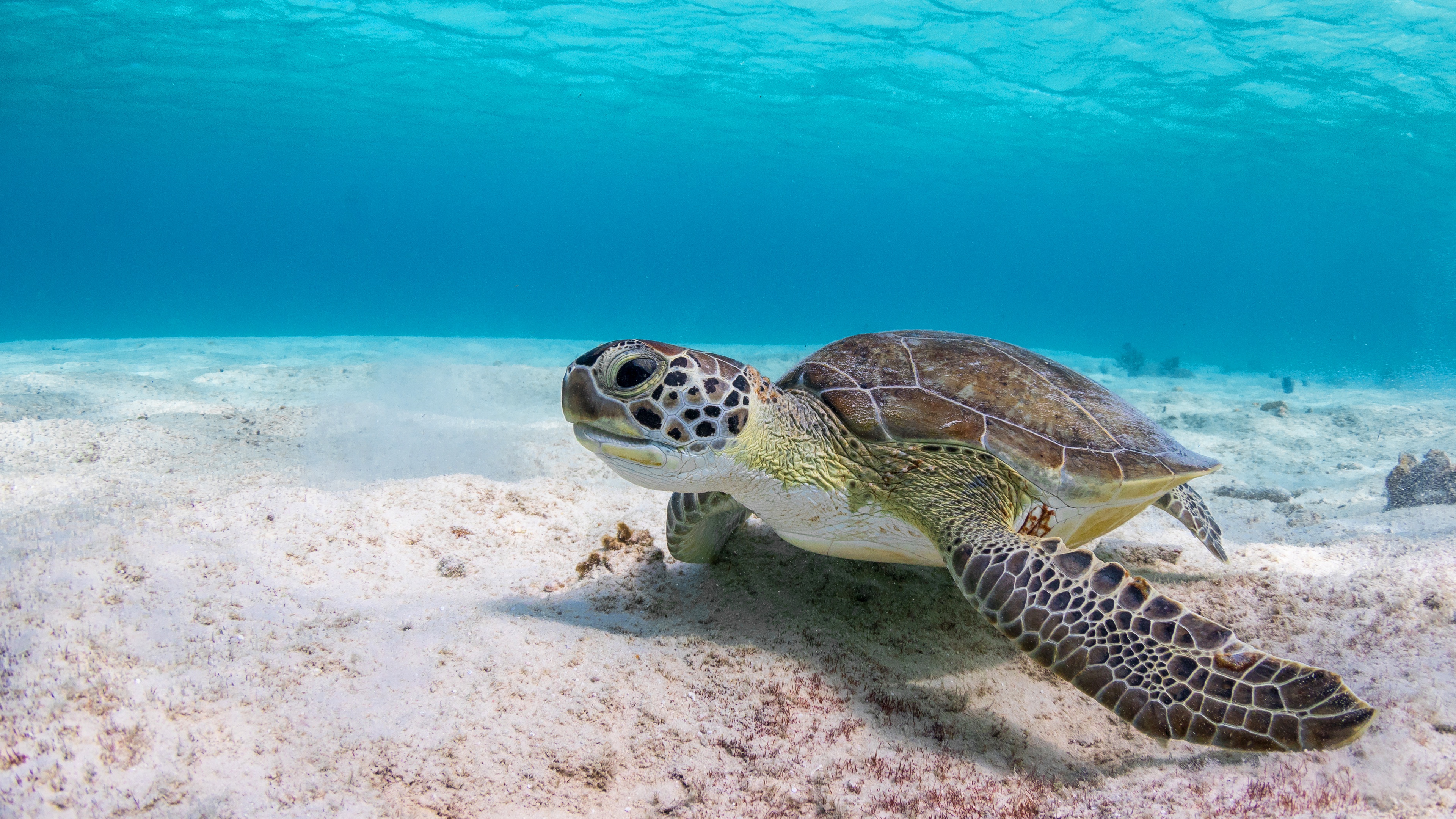 Download mobile wallpaper Turtles, Sand, Animal, Underwater, Turtle for free.