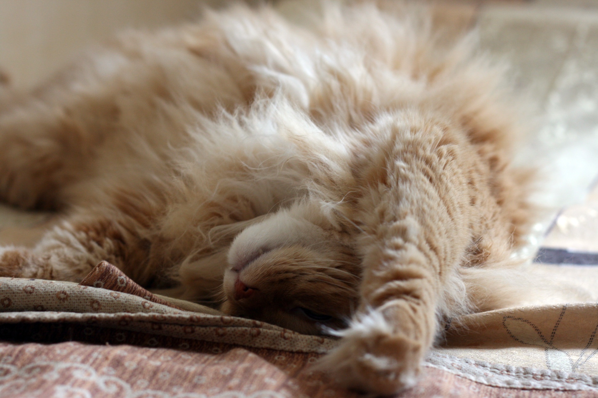 PCデスクトップに動物, ネコ, 猫, 睡眠画像を無料でダウンロード
