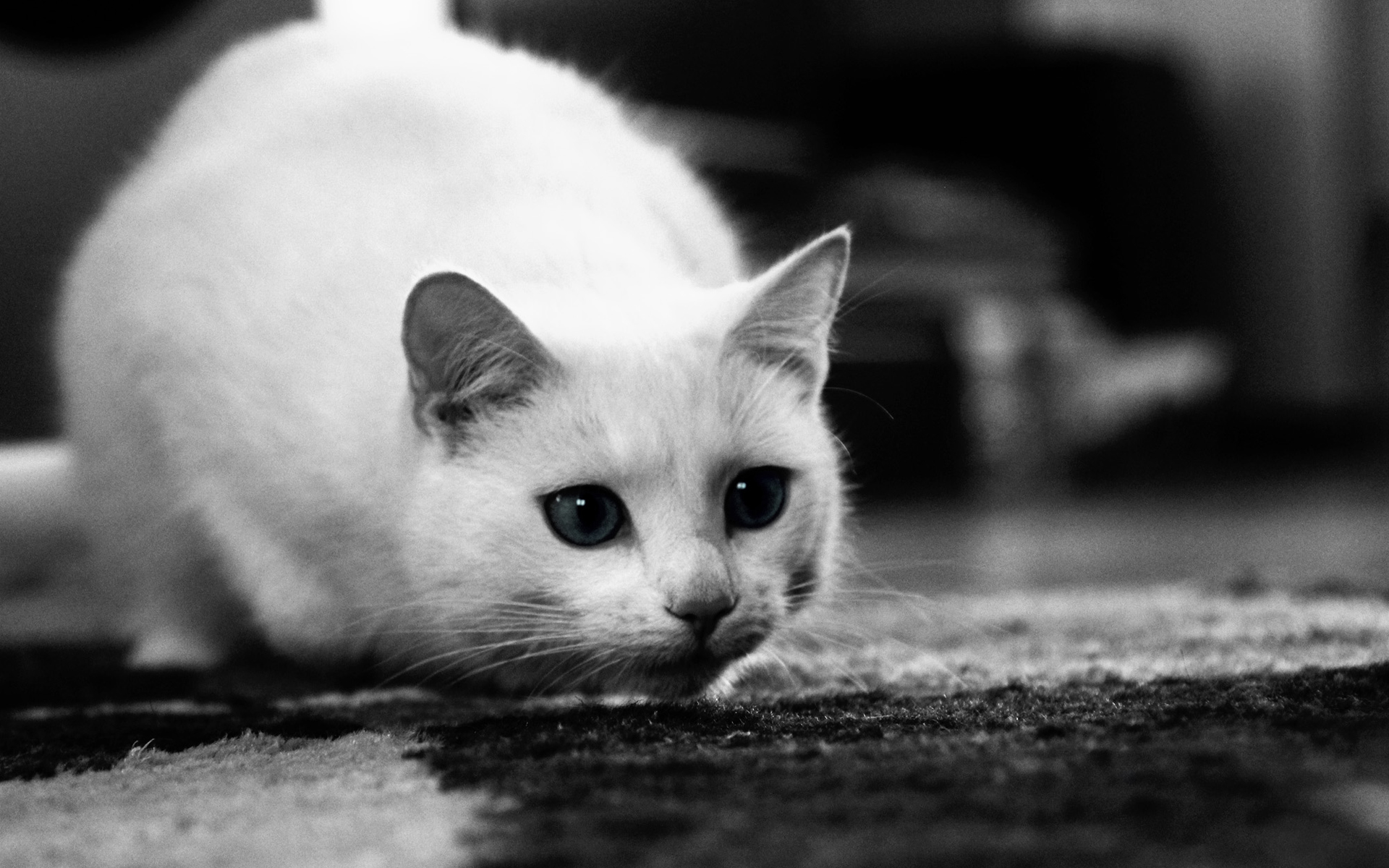 Free download wallpaper Cats, Cat, Animal, Black & White on your PC desktop